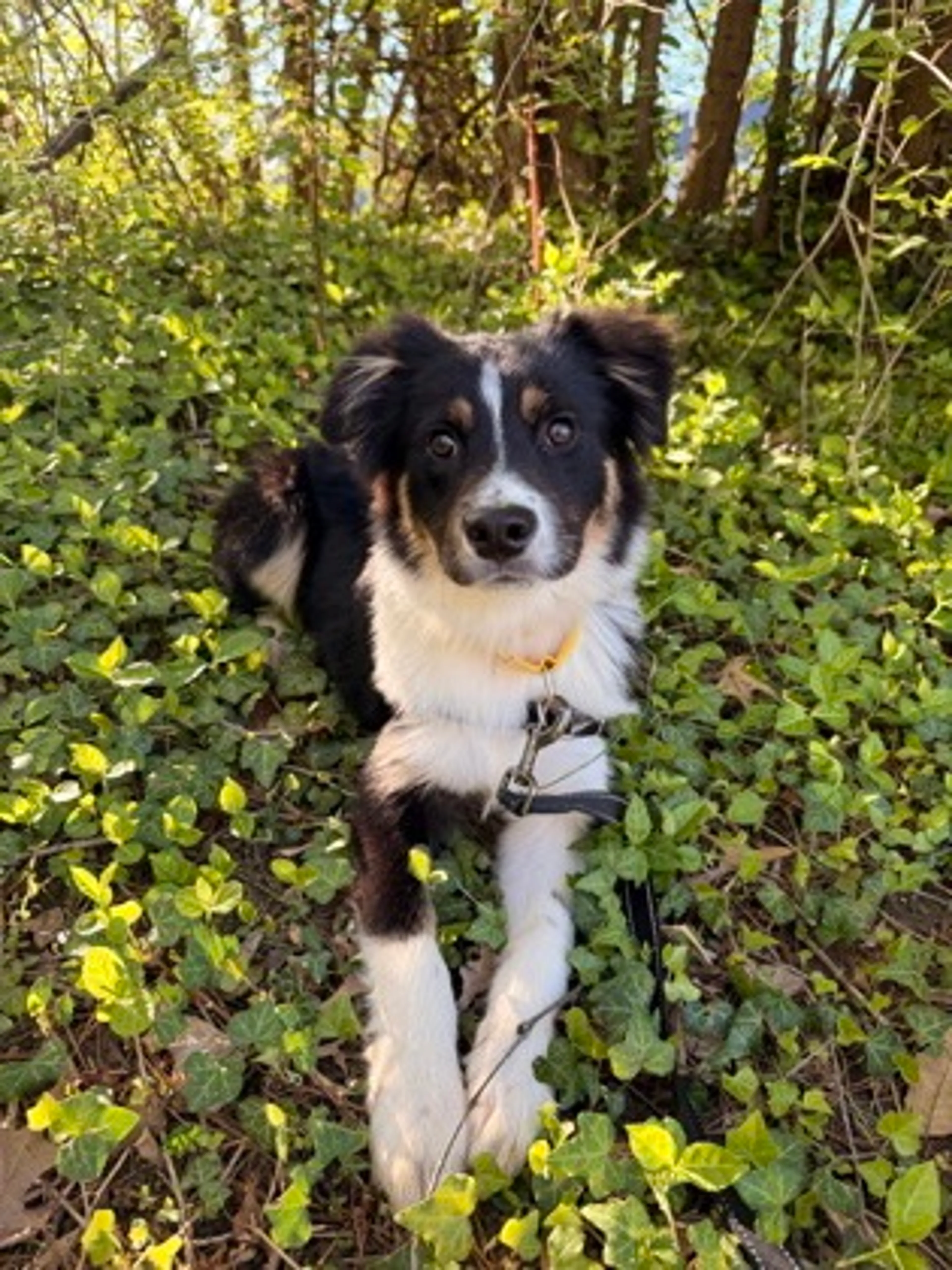 Found pet-1