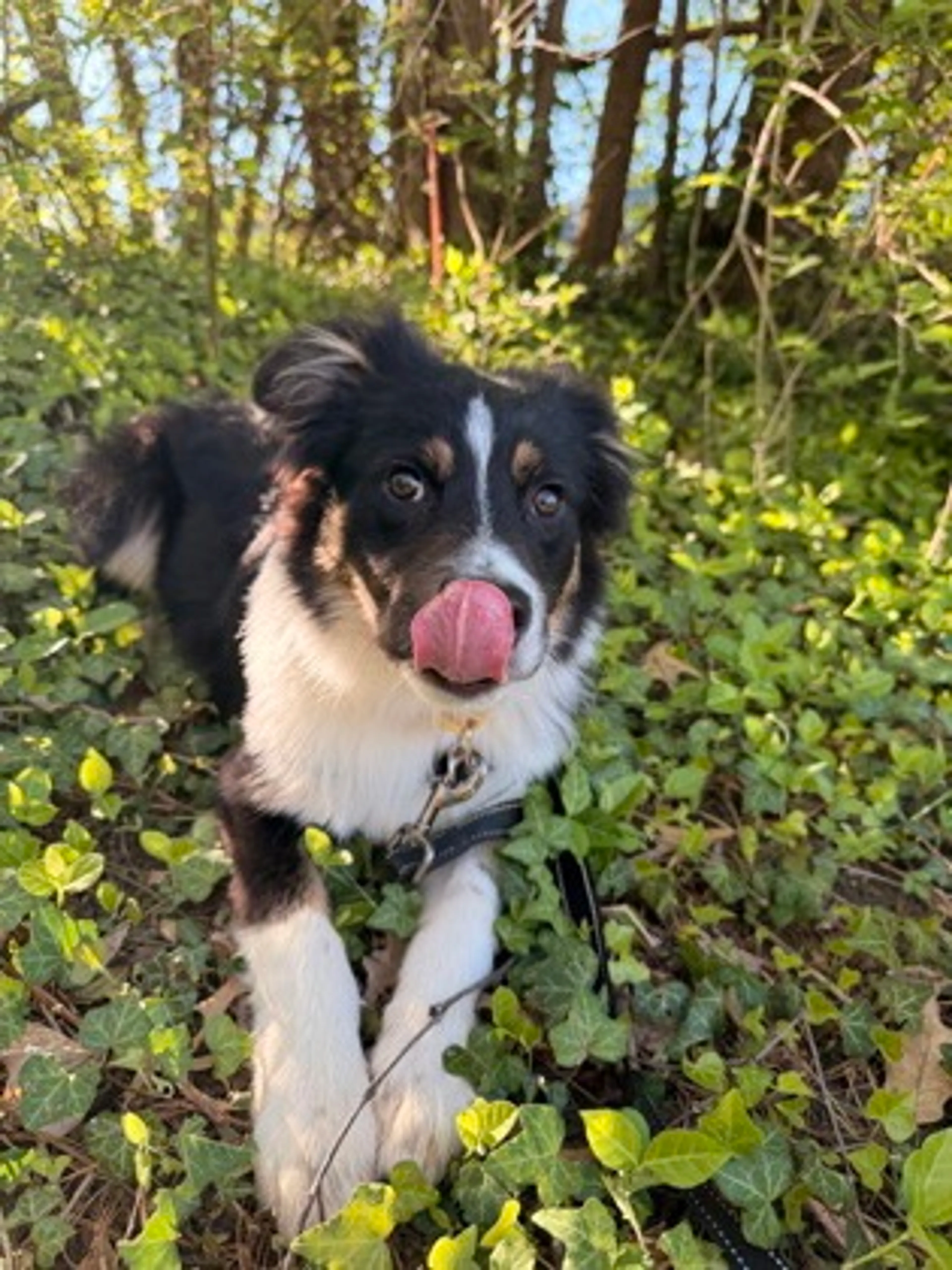 Found pet-2