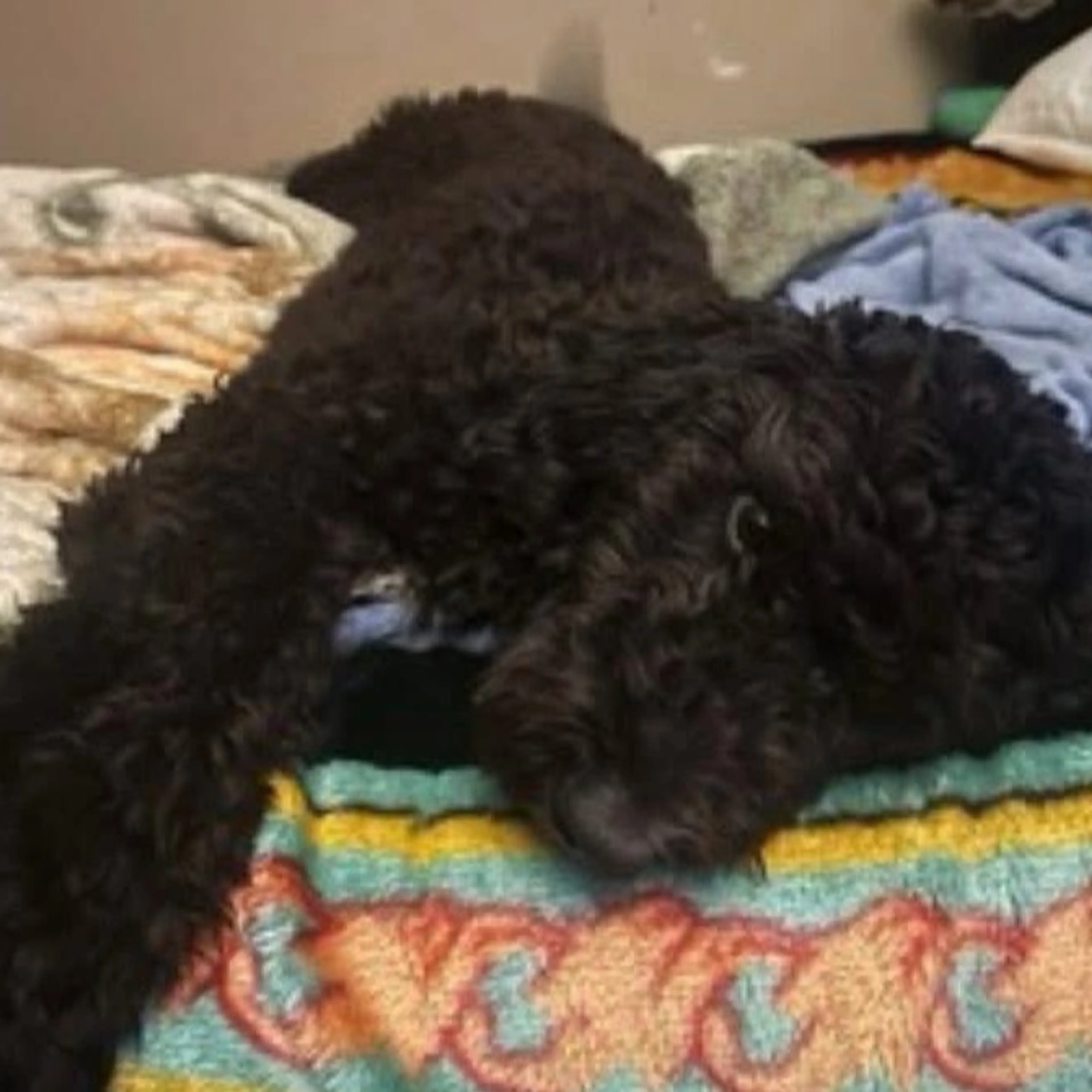Lost pet
