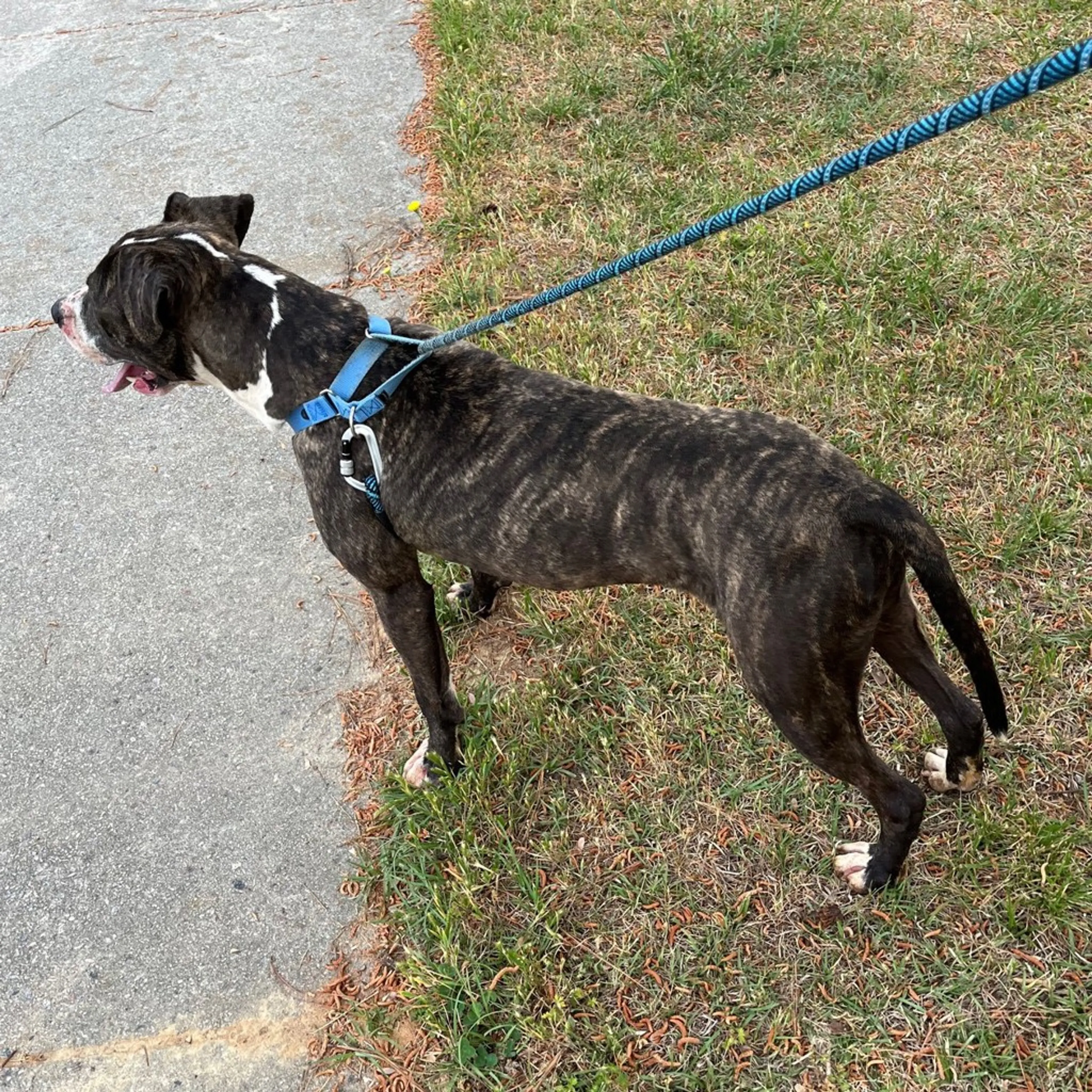 Found pet-1