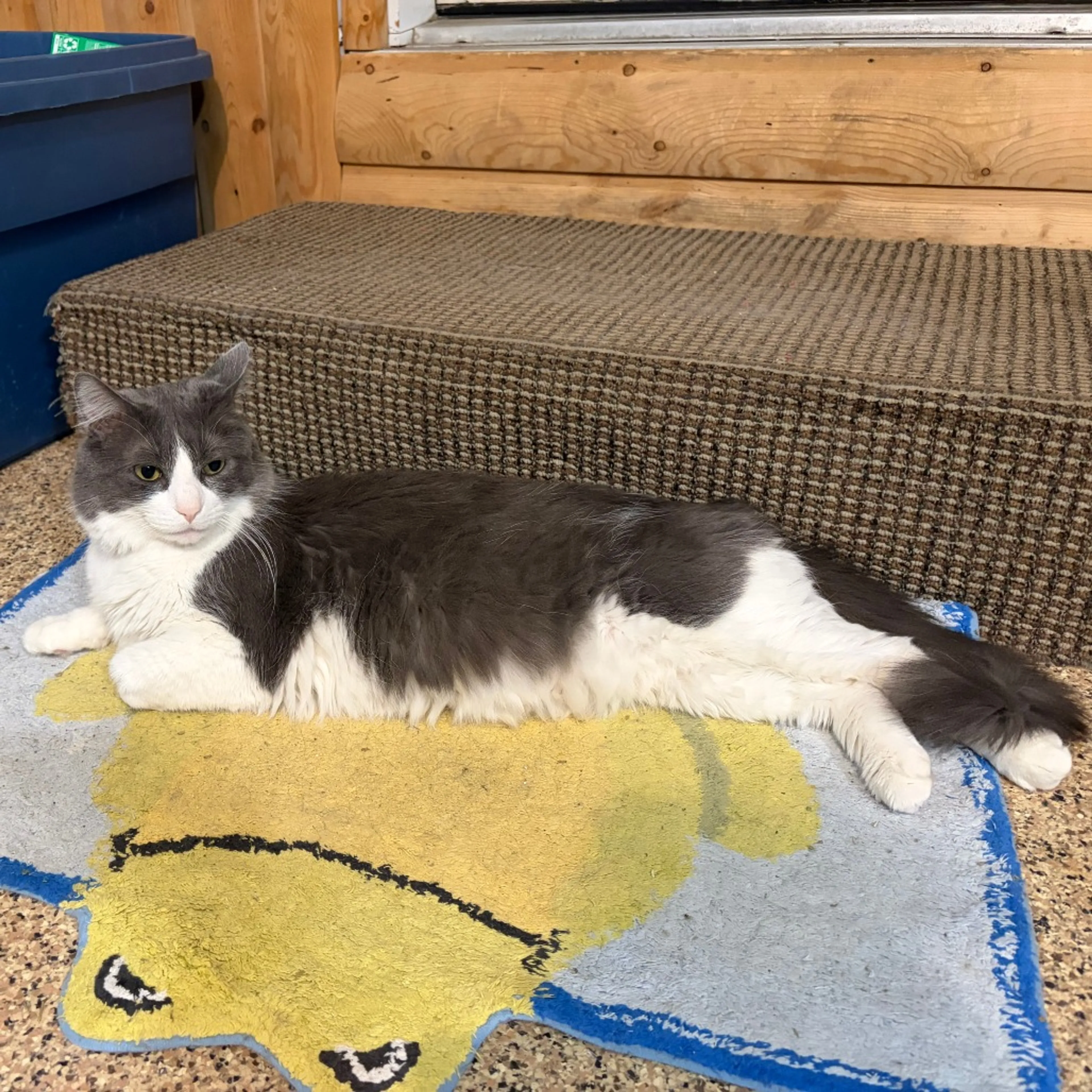 Found pet-1
