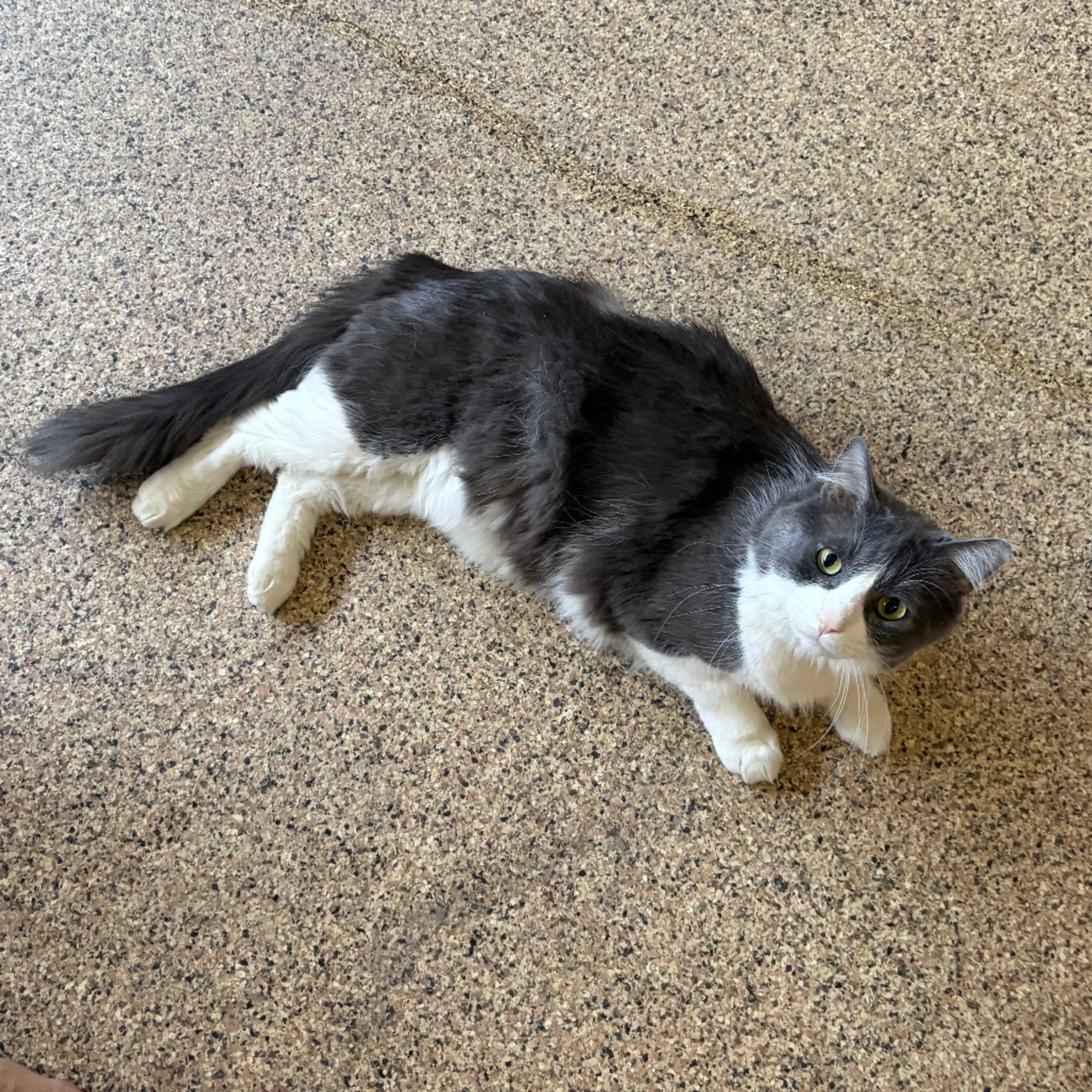 Found pet-3