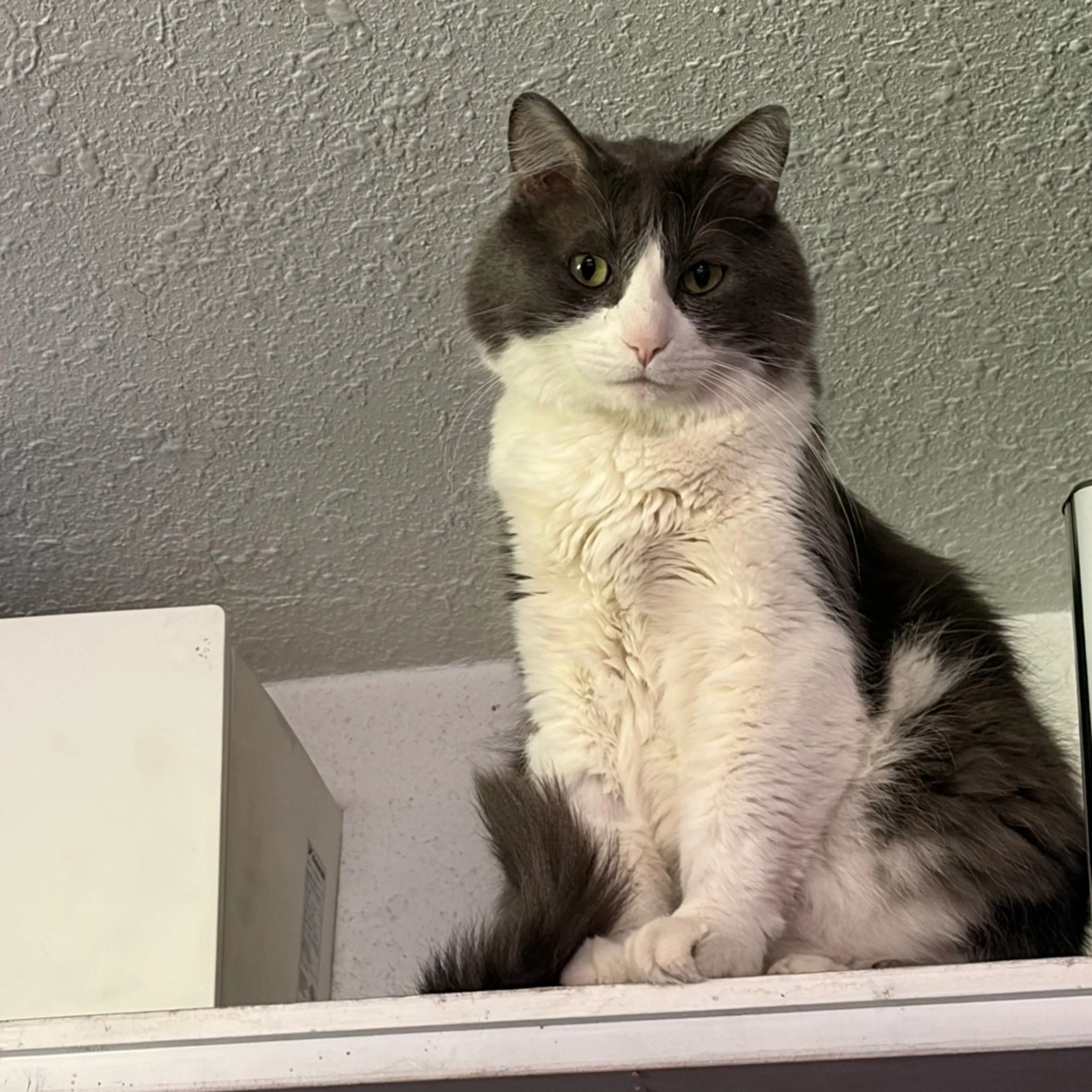 Found pet-0