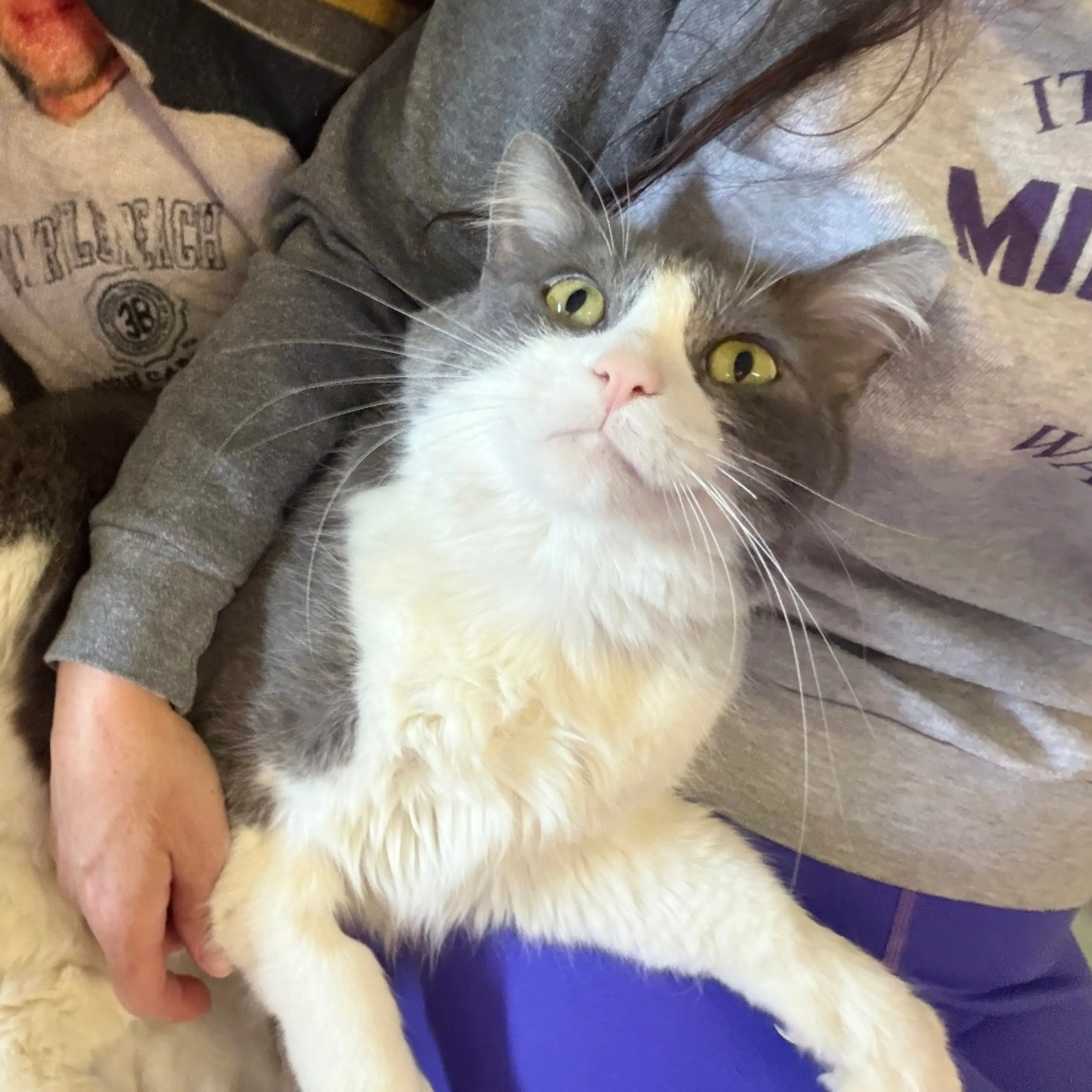 Found pet-5