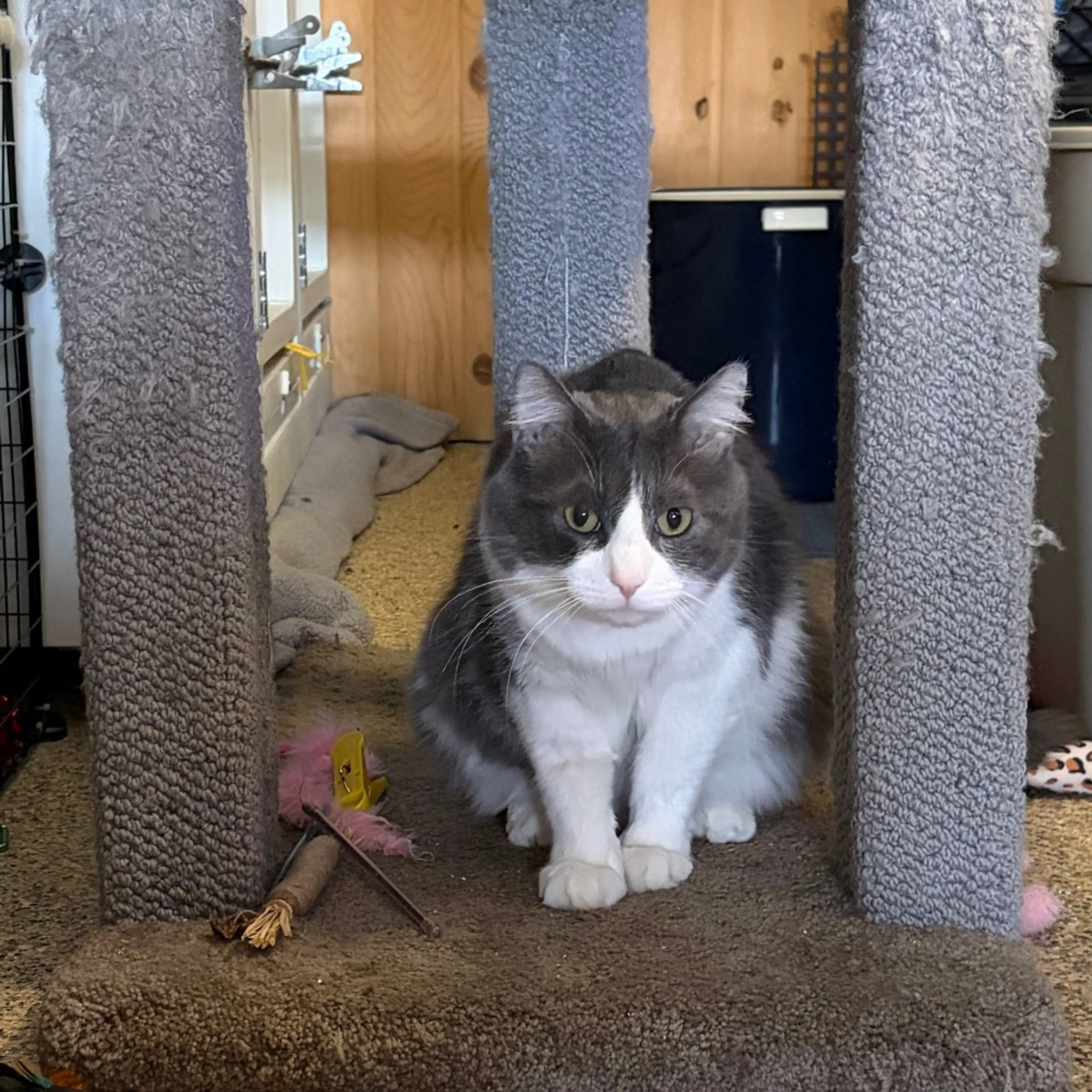Found pet-2