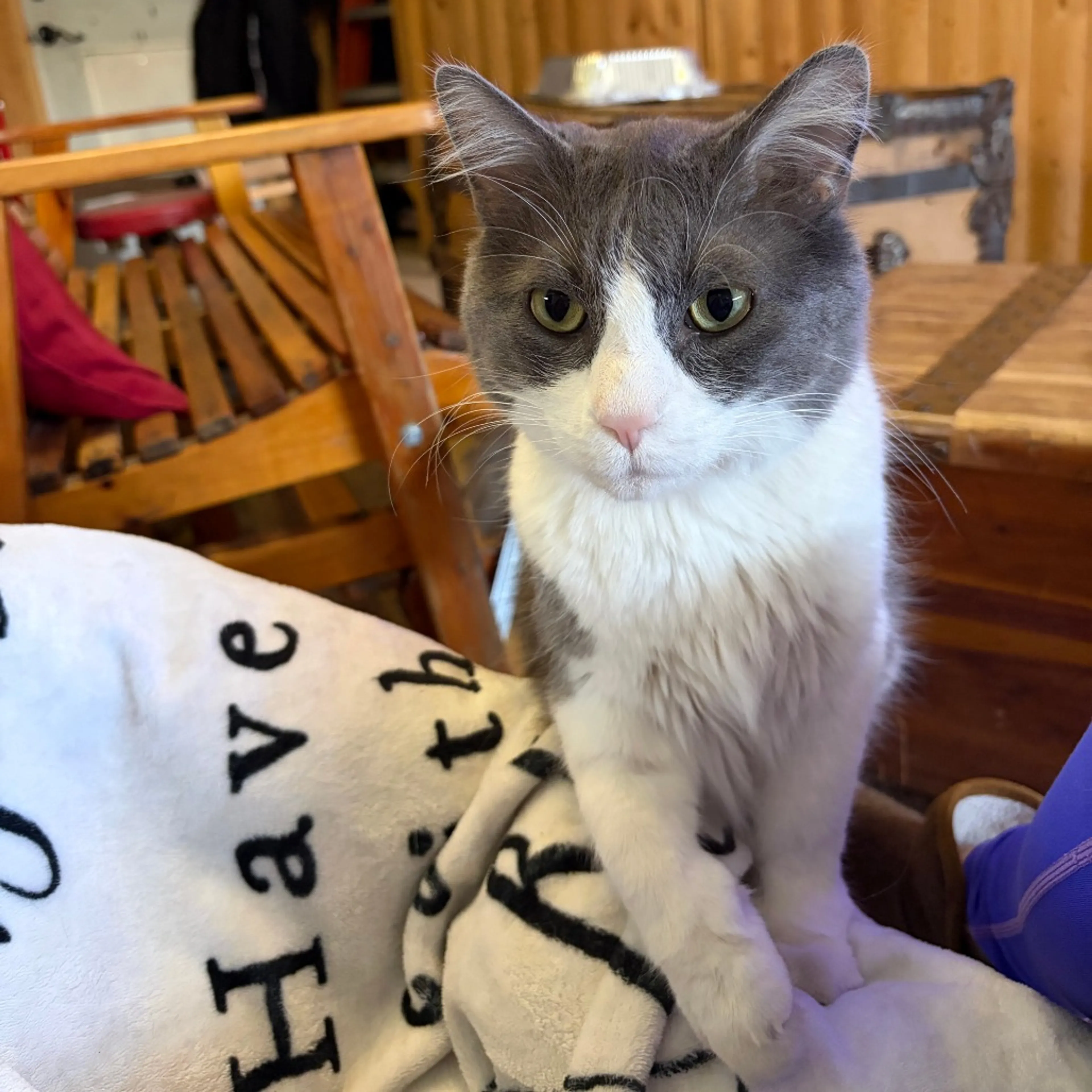Found pet-4