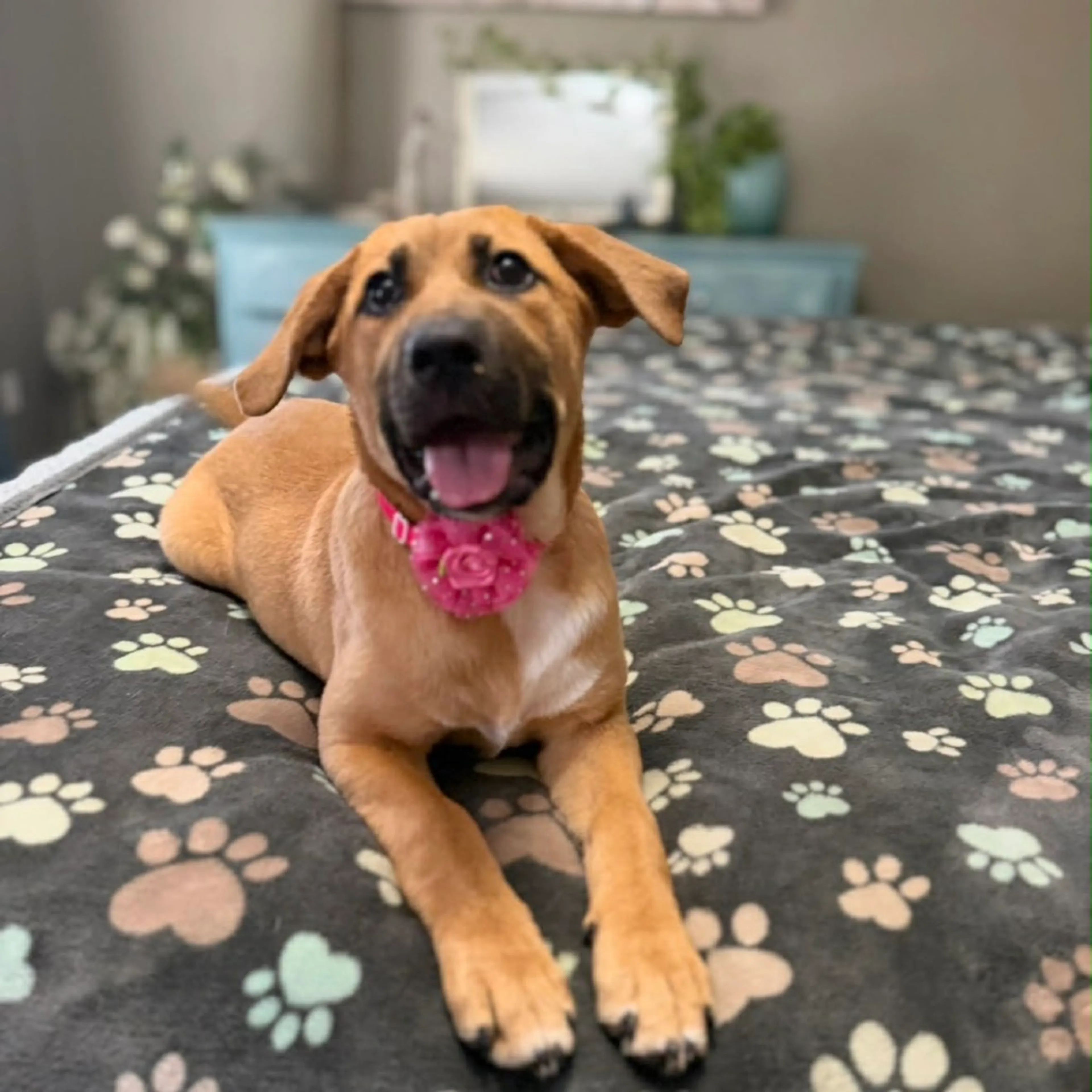 Found pet-17