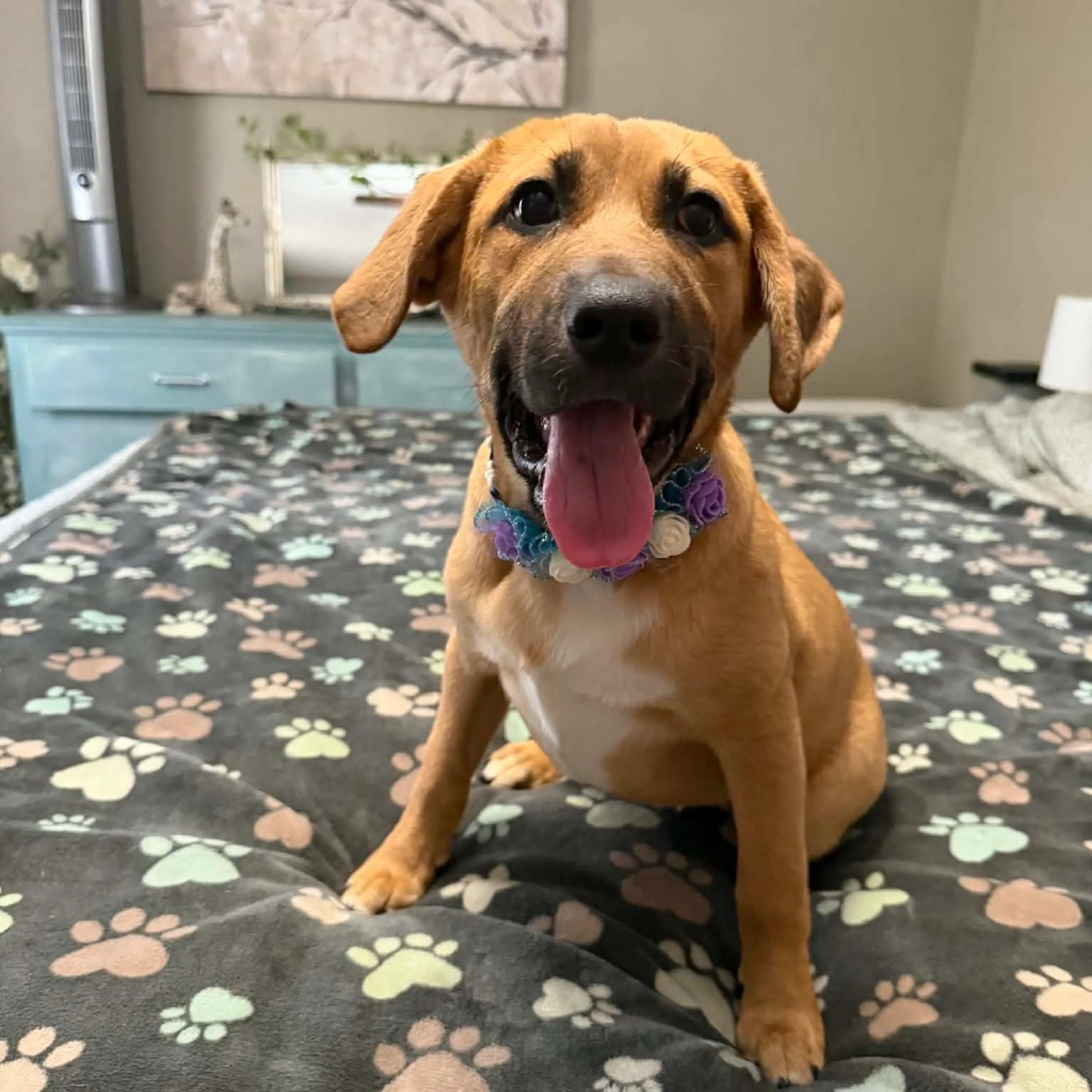 Found pet-21