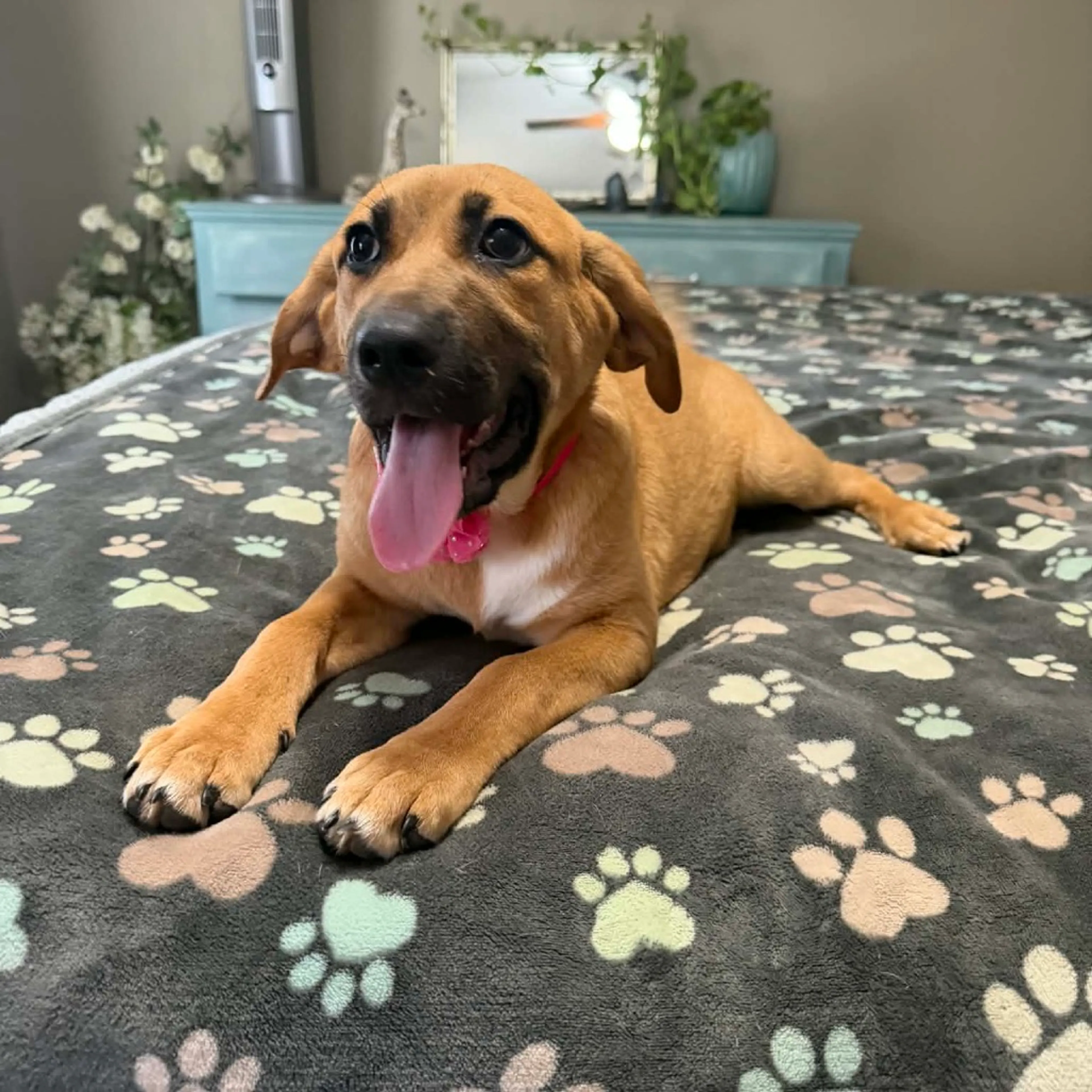 Found pet-20