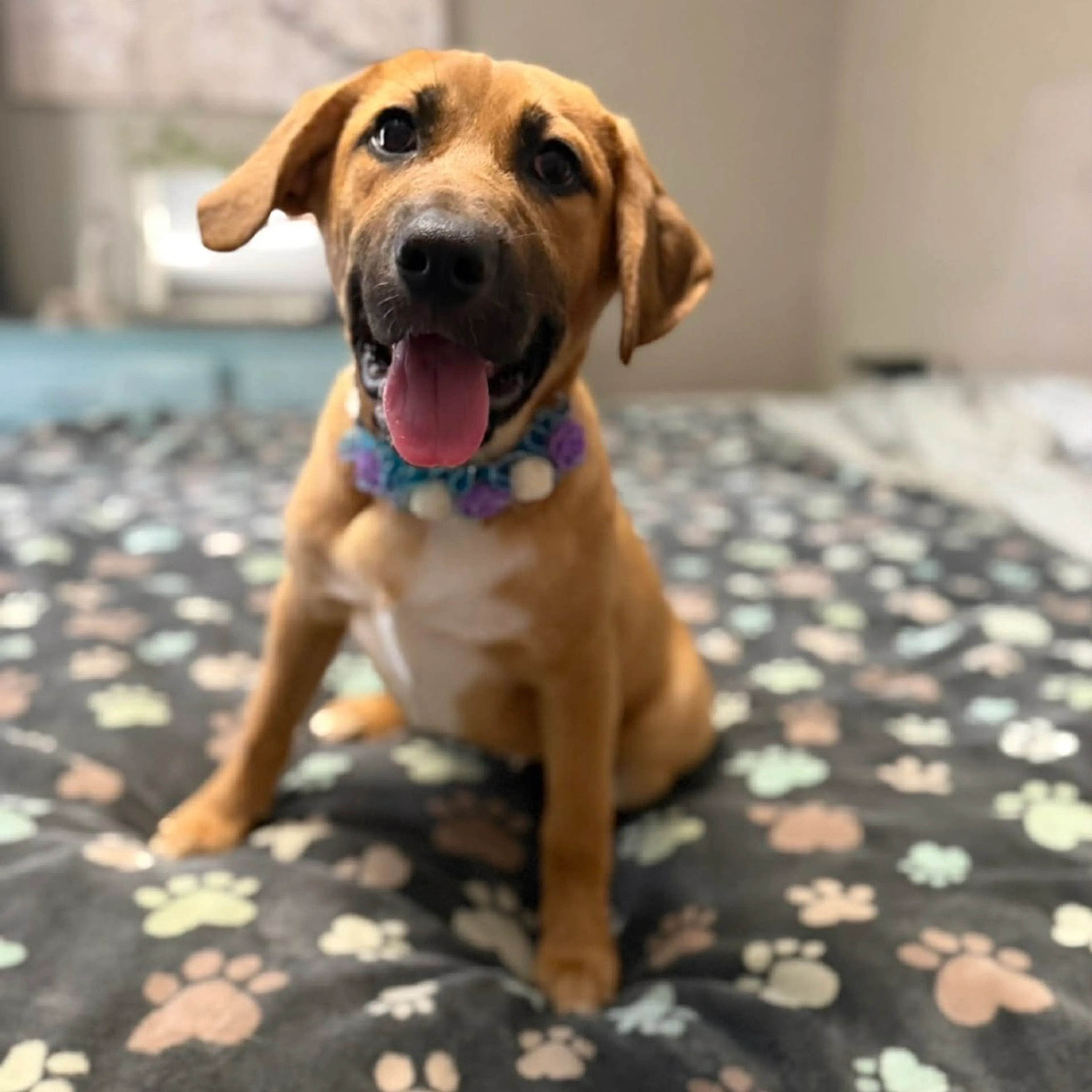 Found pet-19