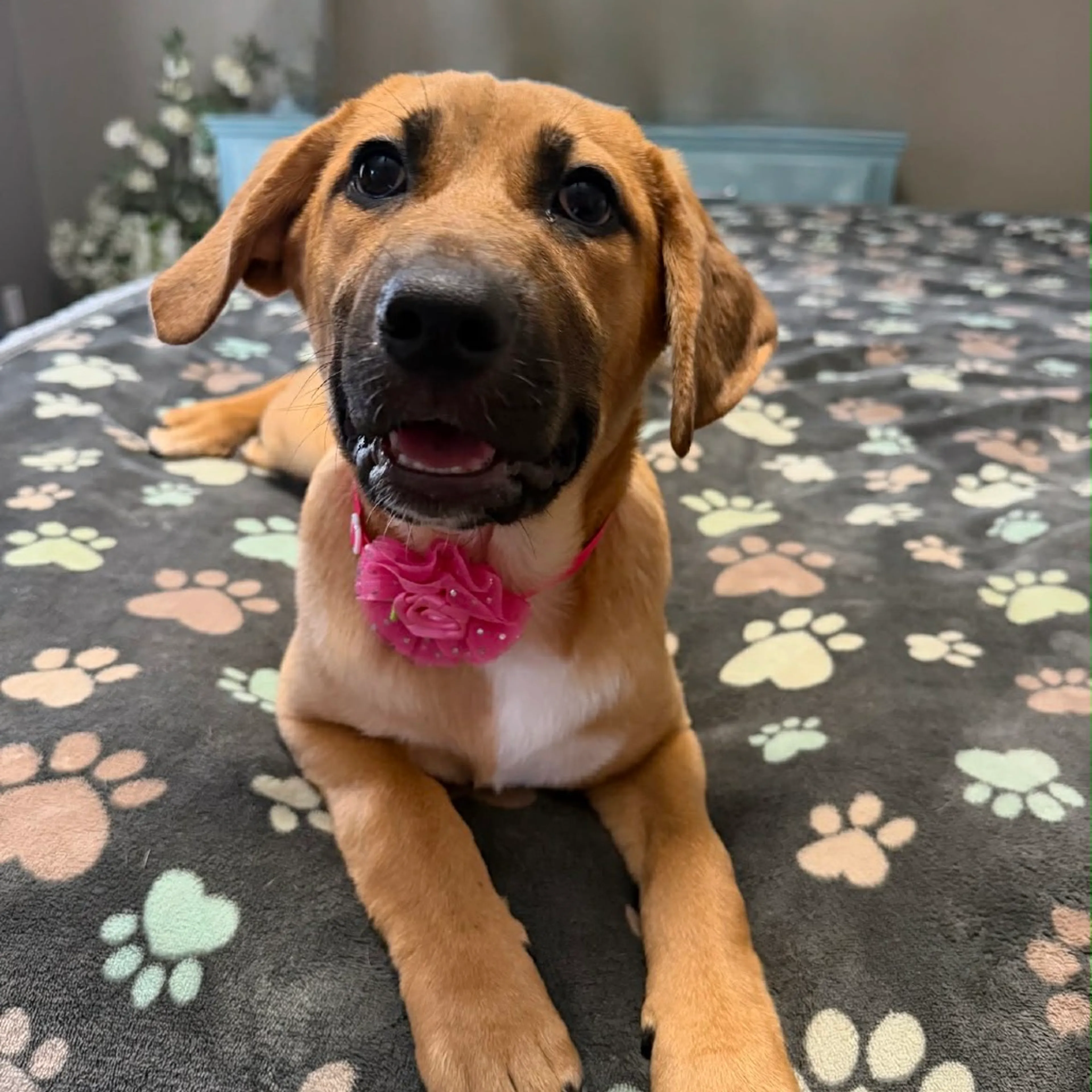 Found pet-18