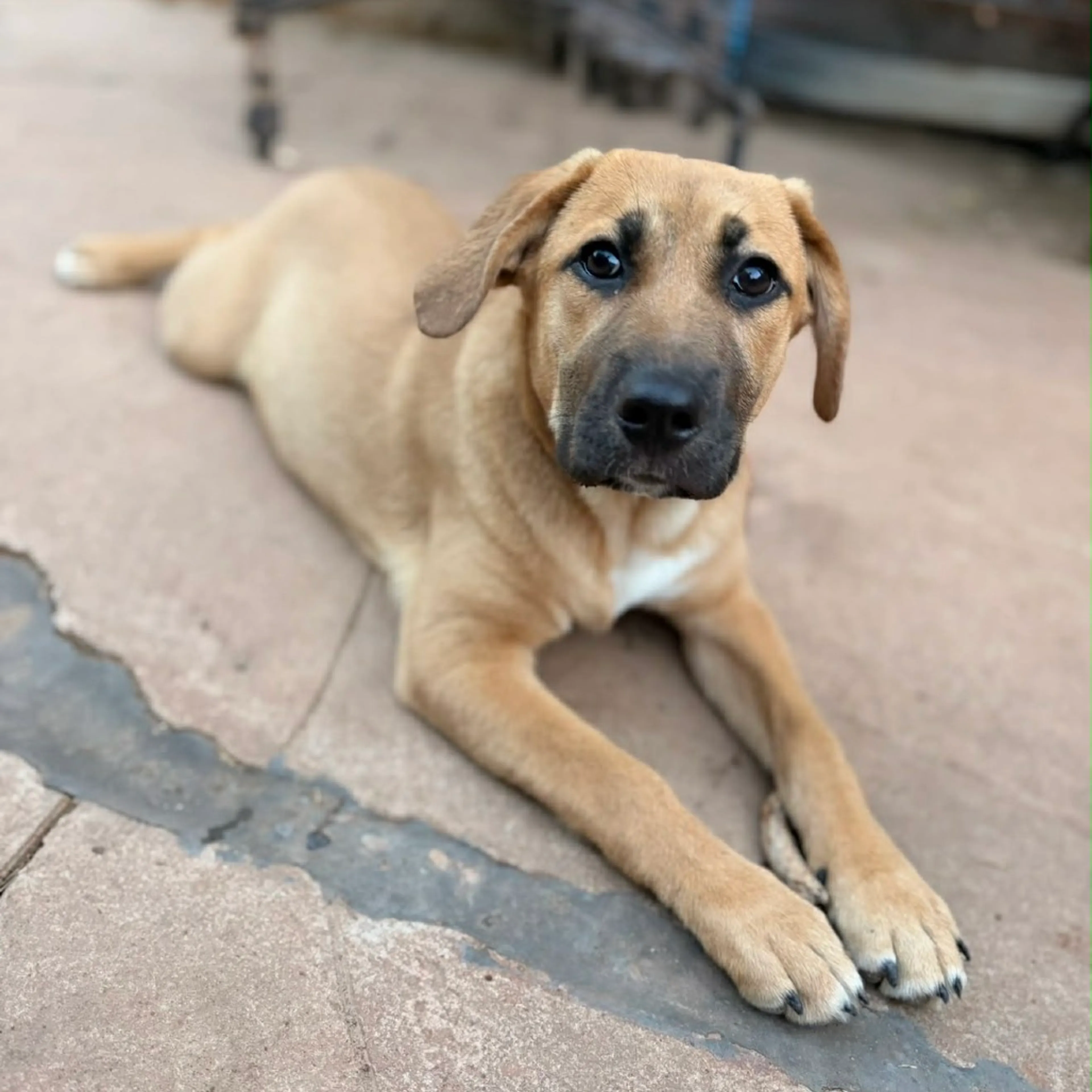 Found pet-15