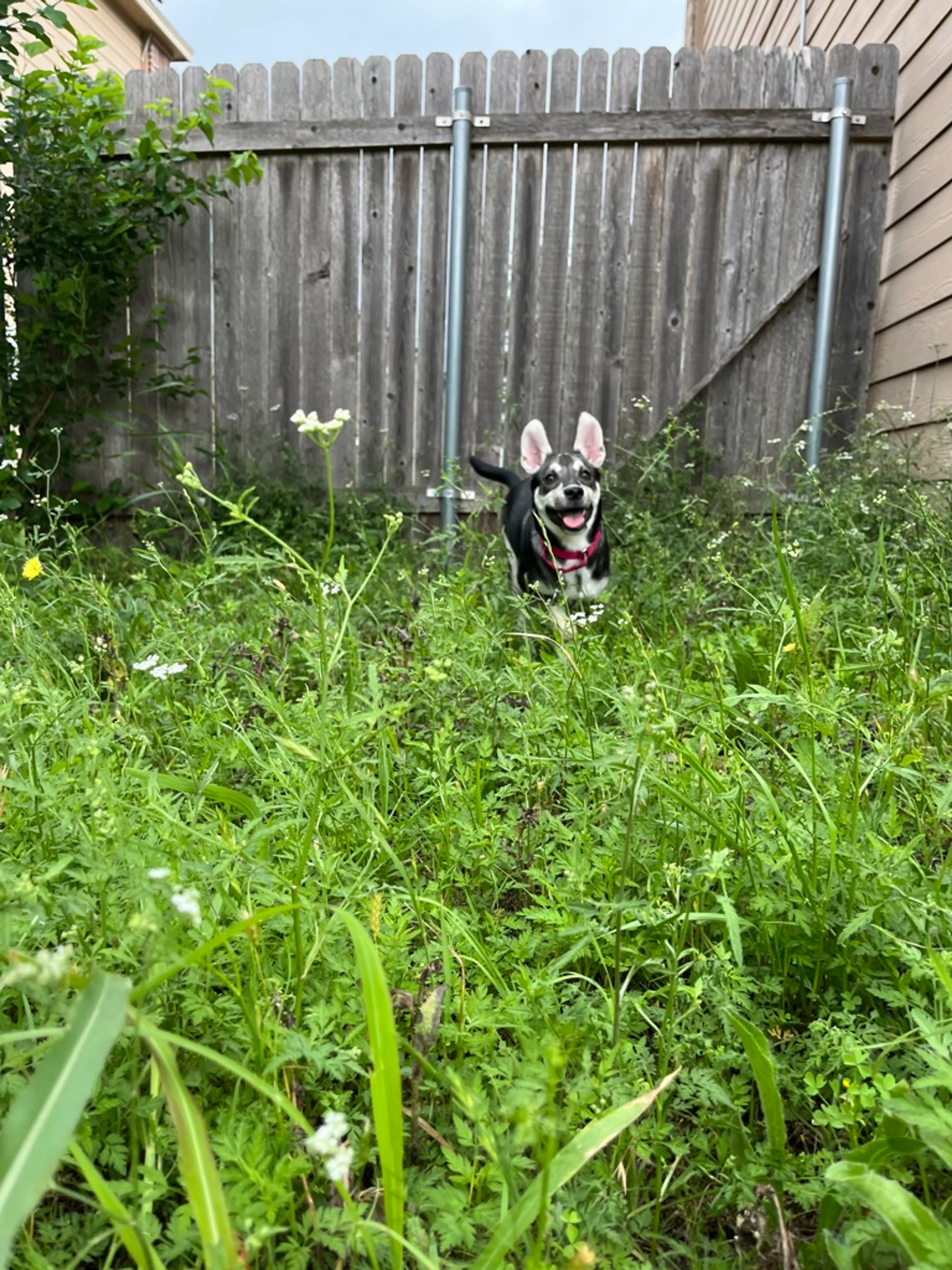Found pet-2