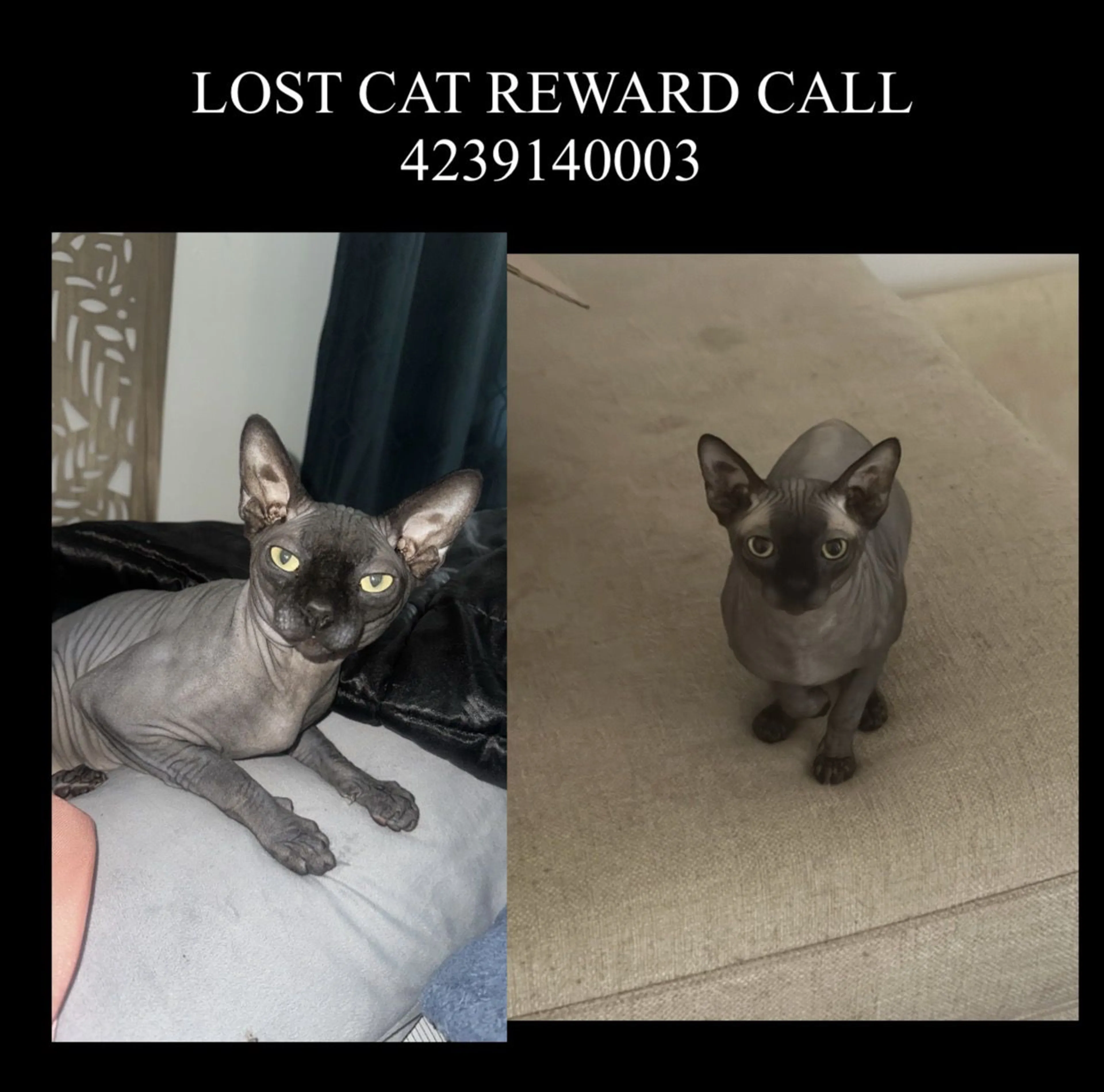Lost pet