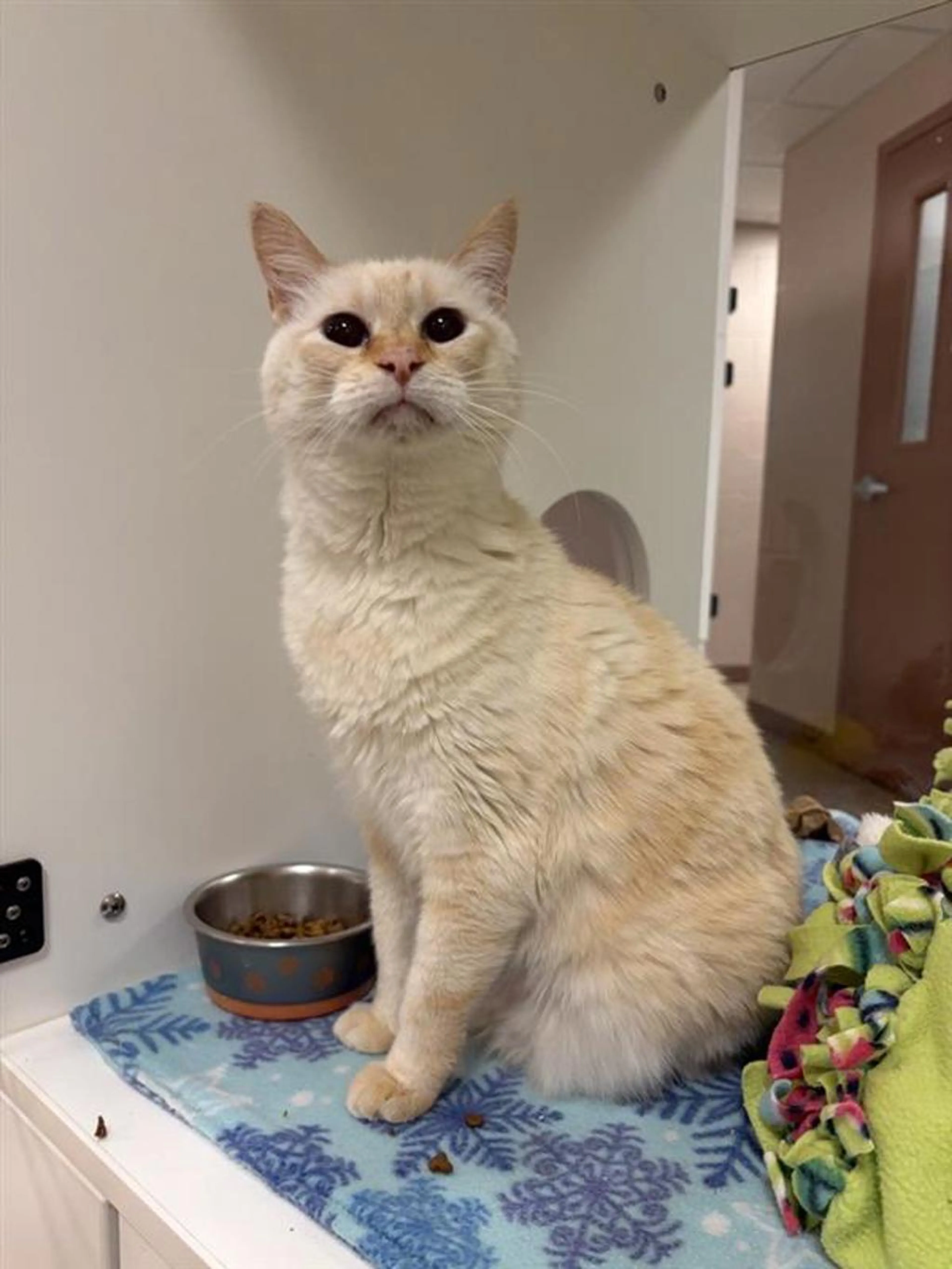 Found pet-1