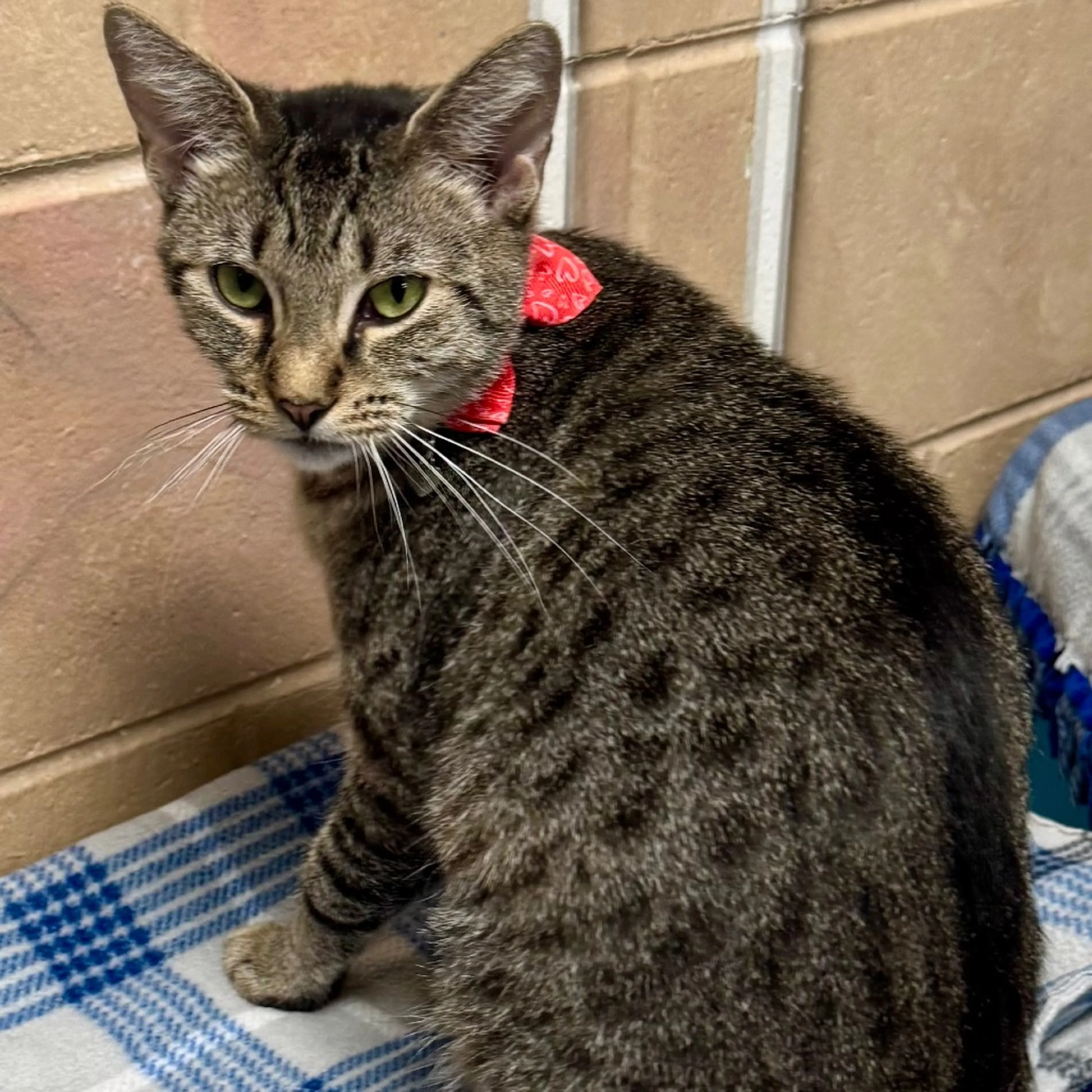 Found pet-1