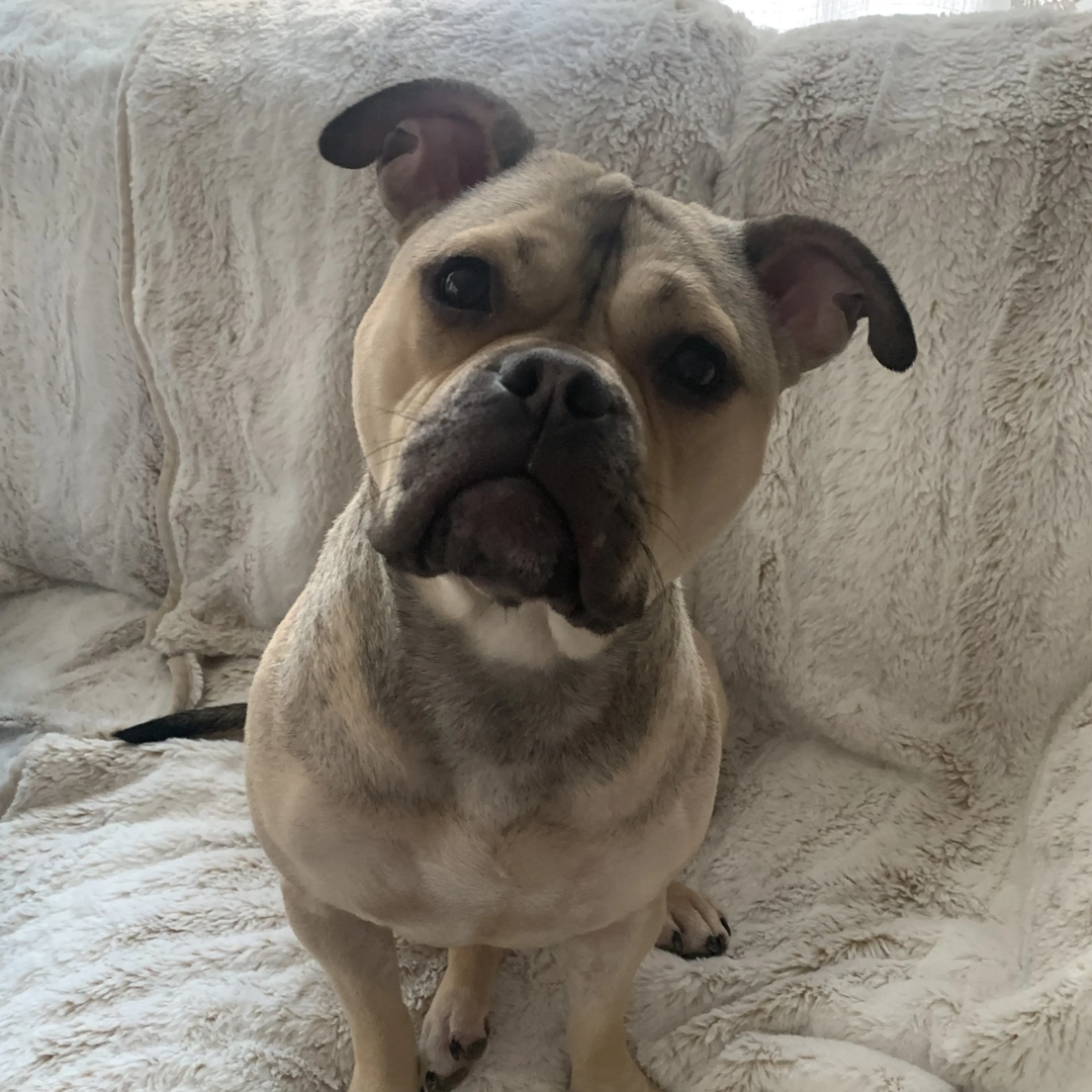 Found pet-2