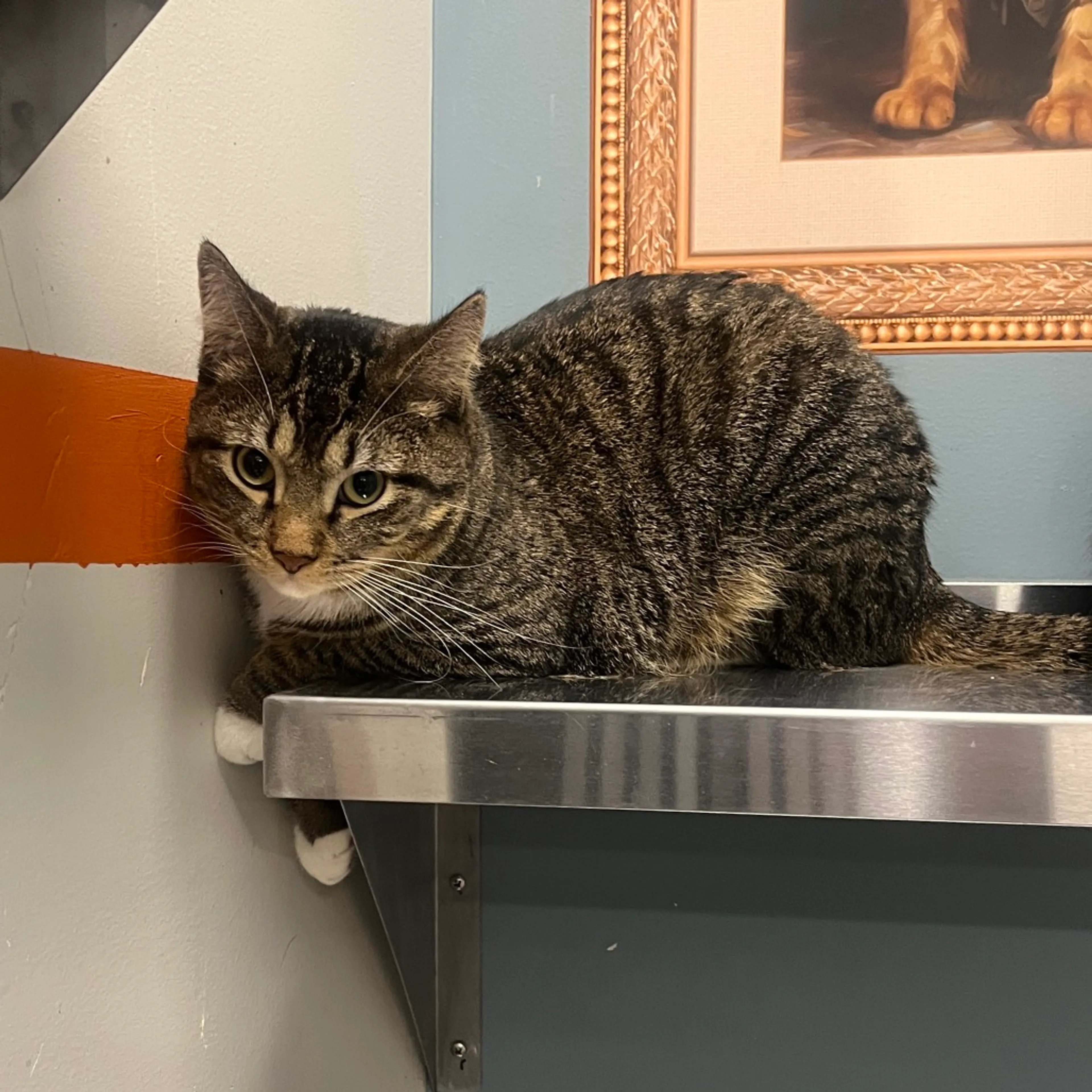 Found pet-1