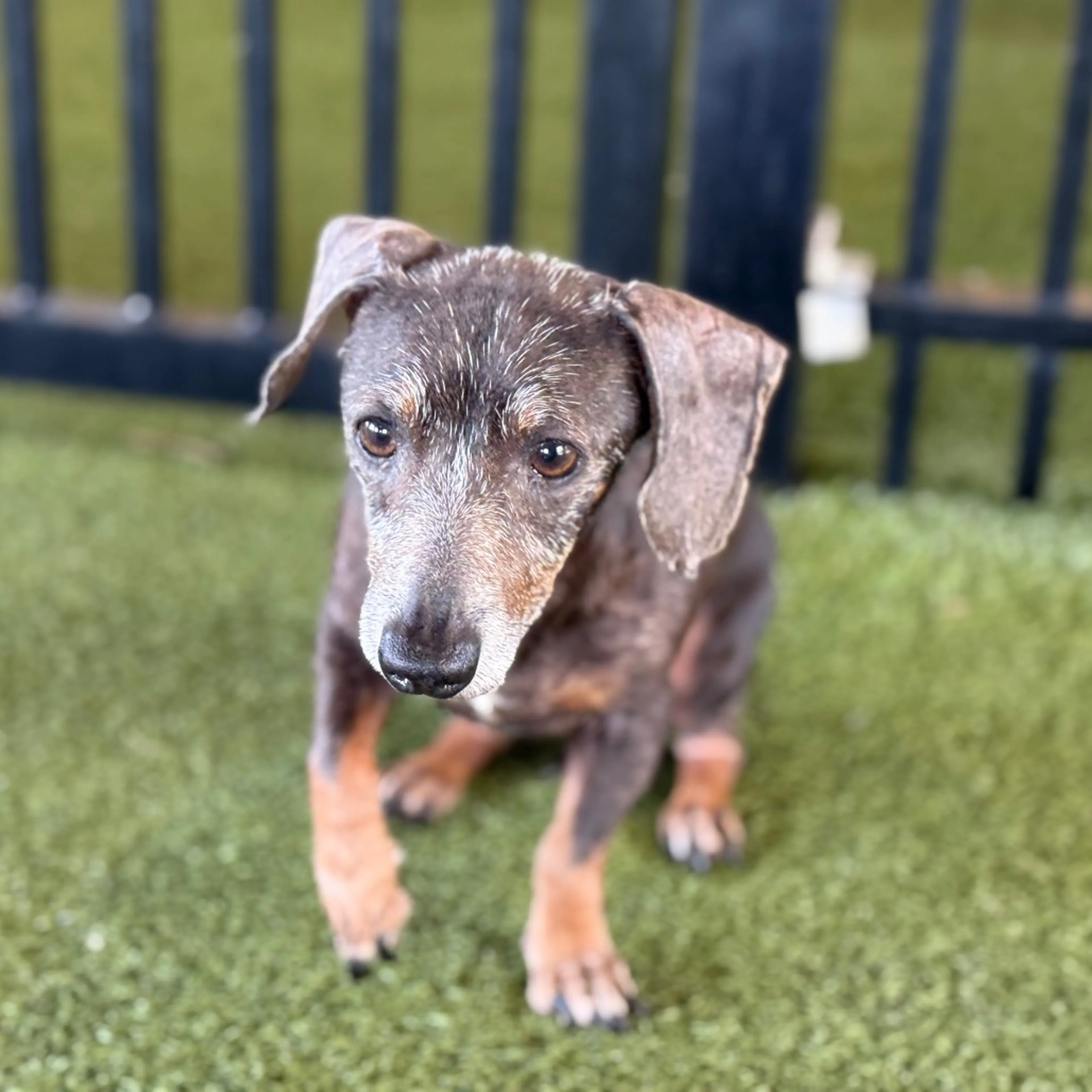 Found pet-1
