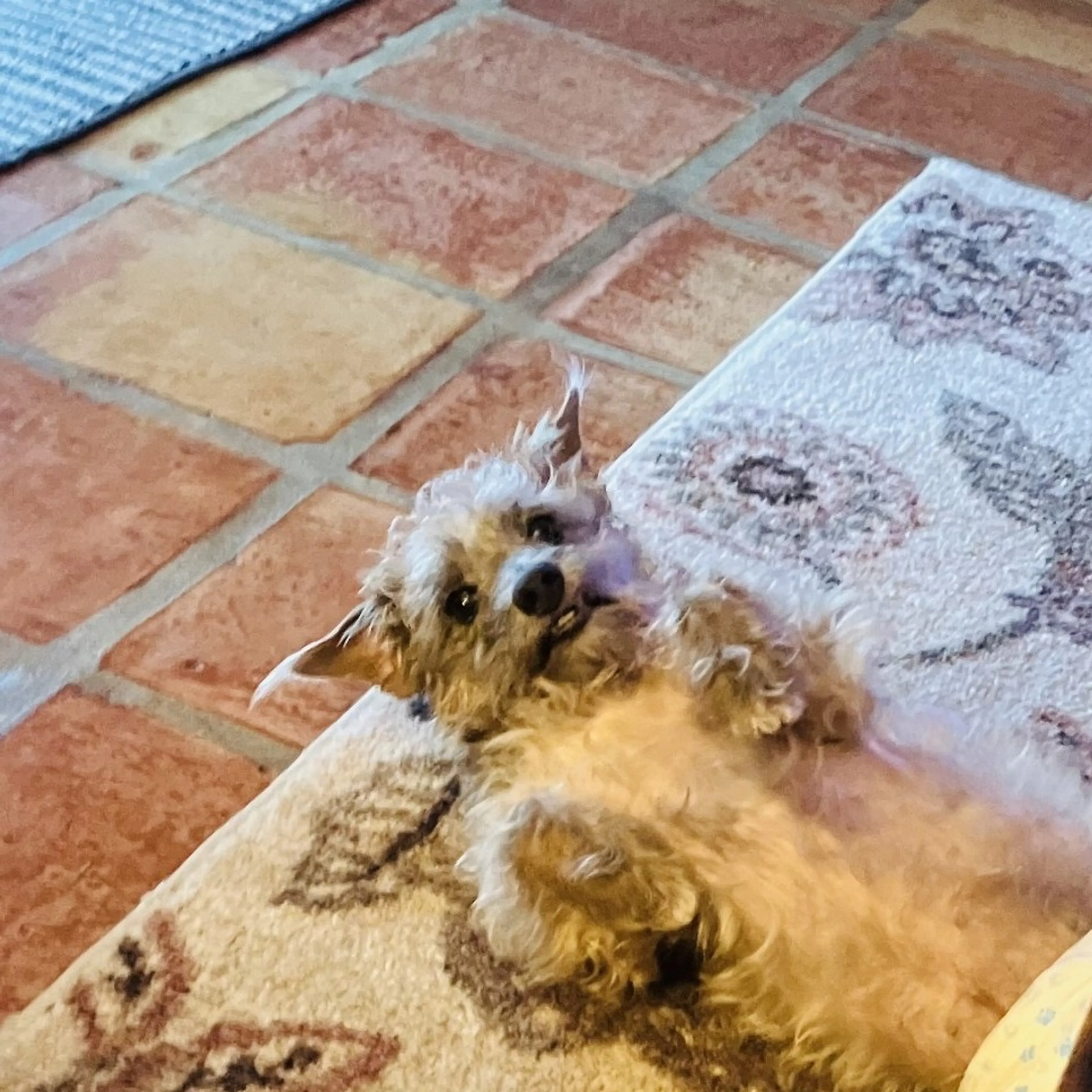 Found pet-0