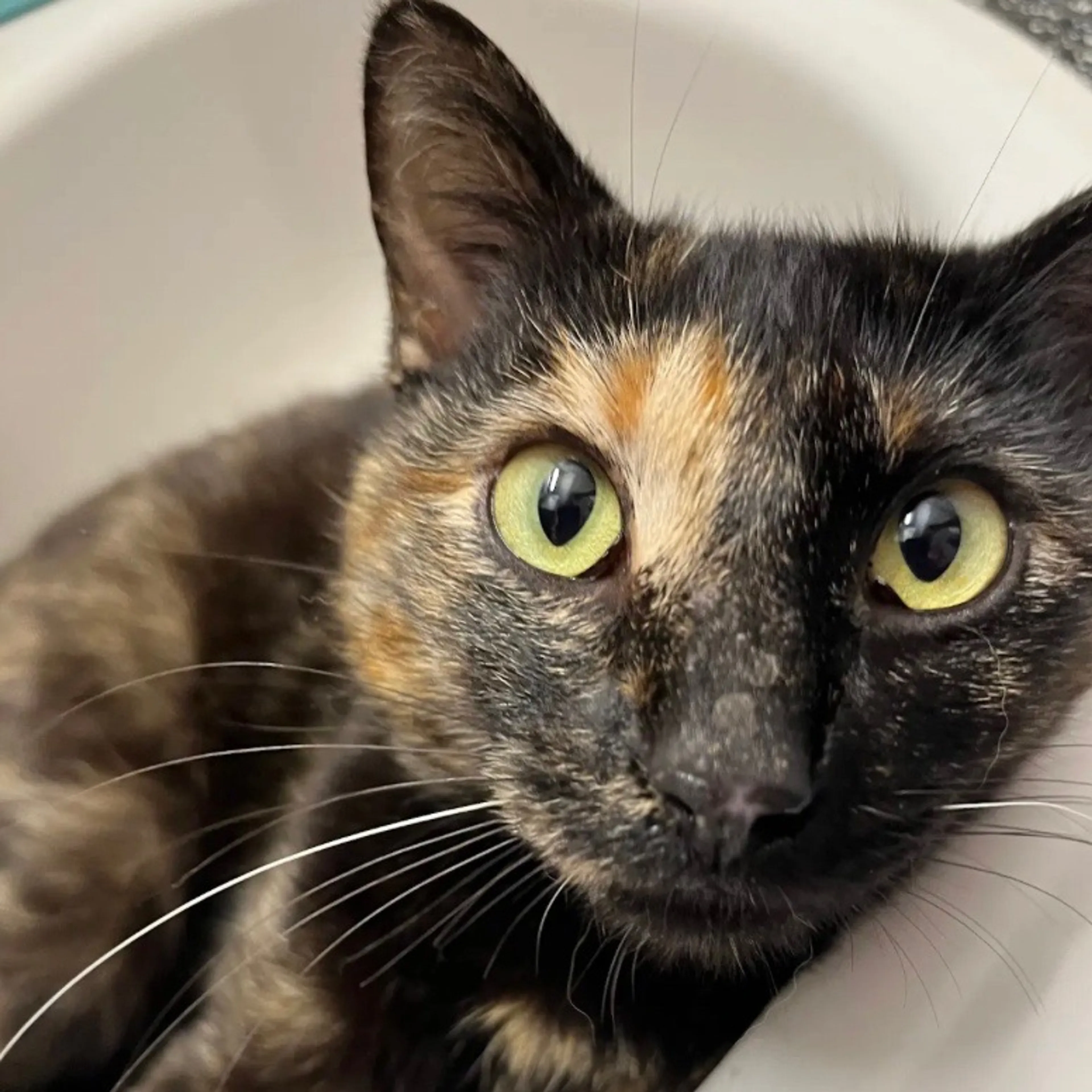 Found pet-1