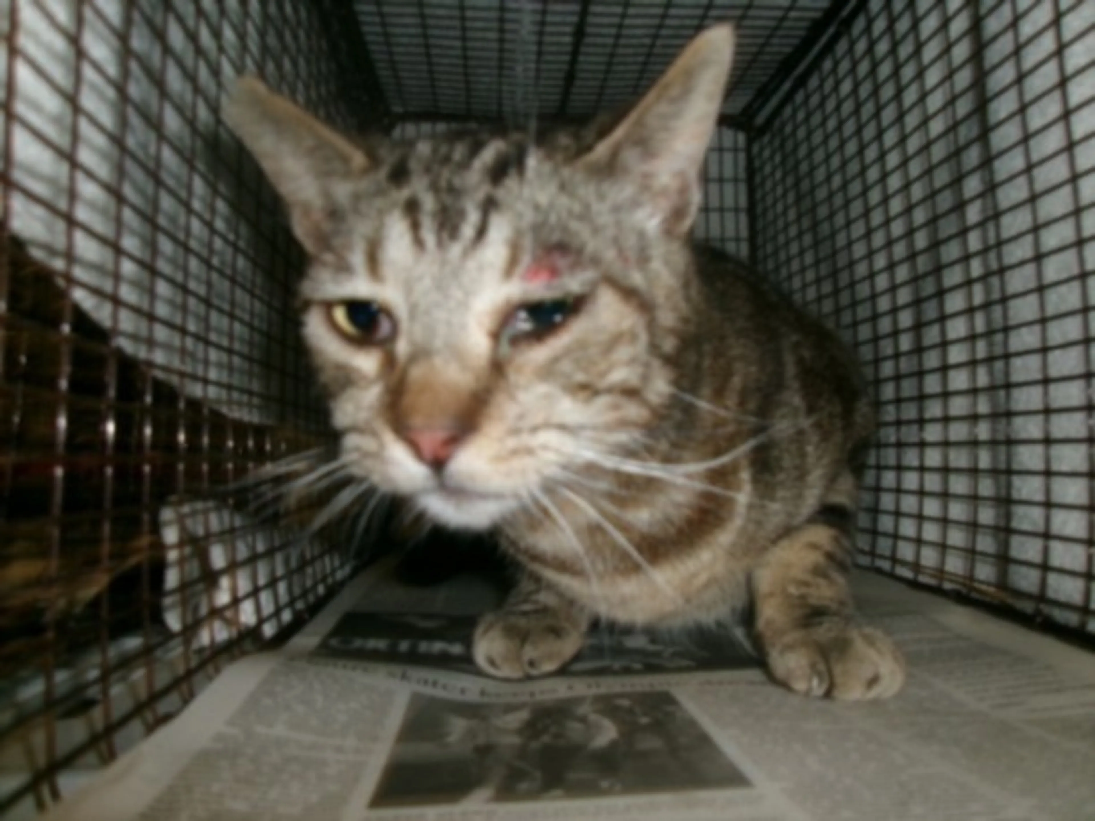 Found pet