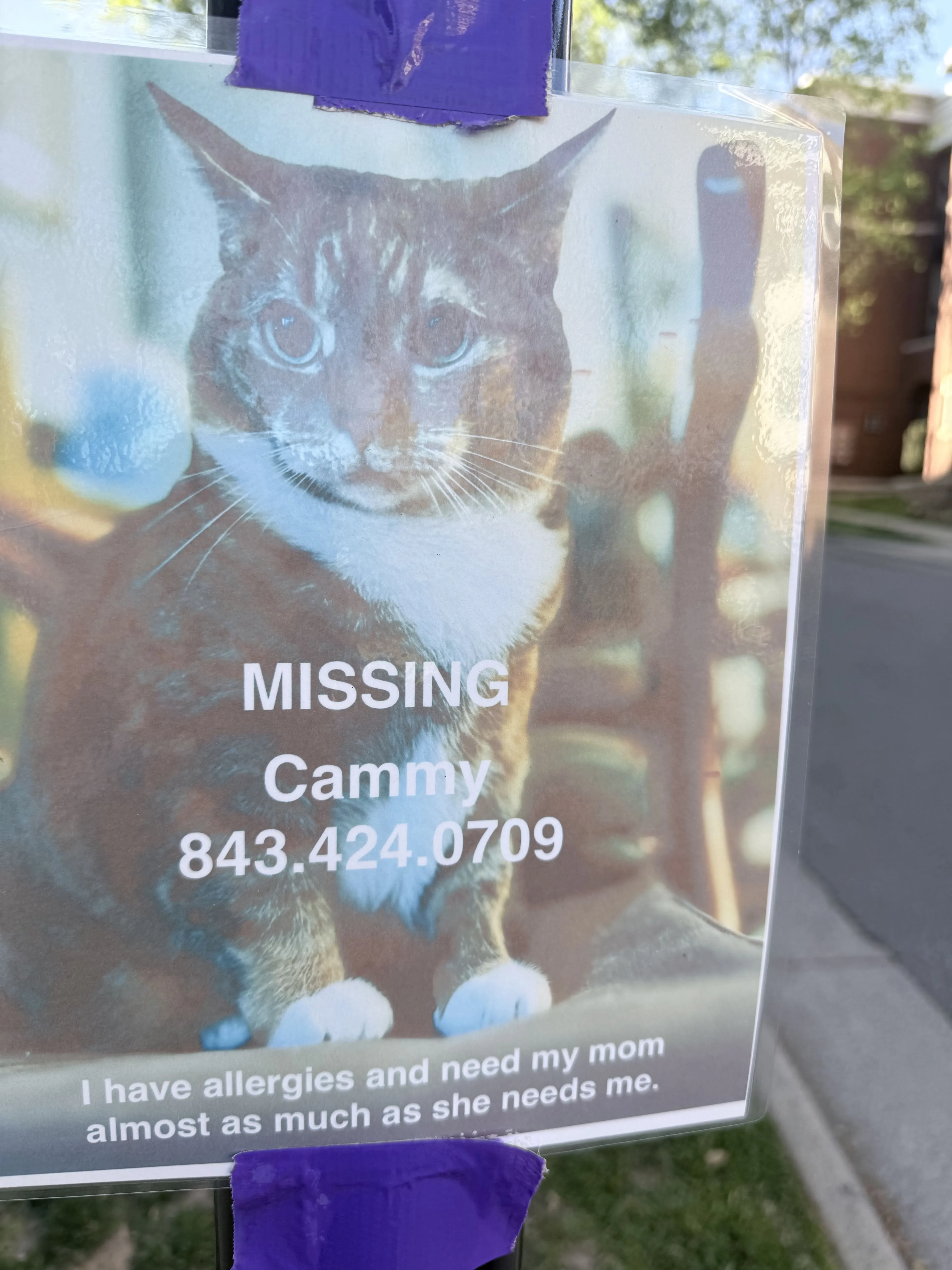 Lost pet