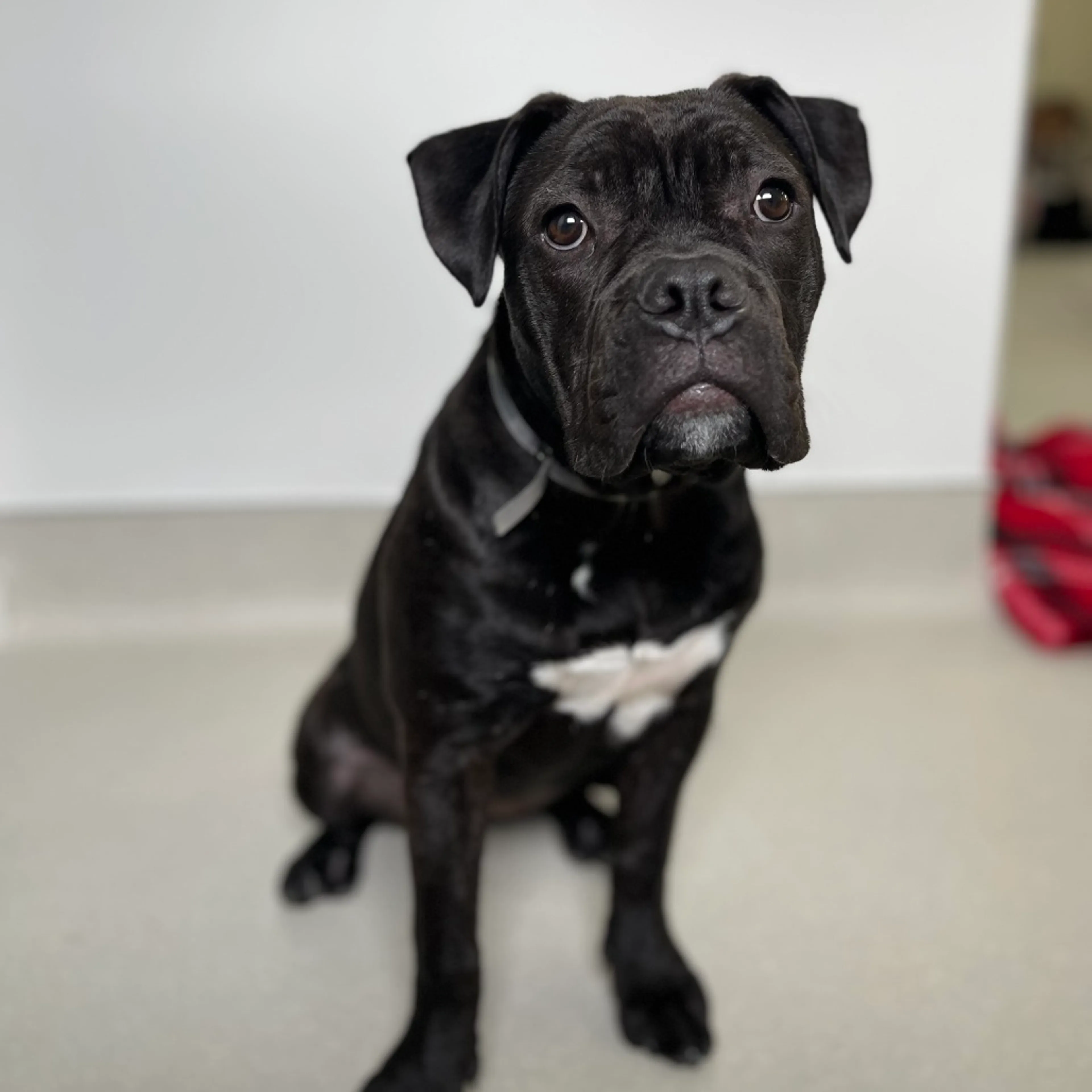 Found pet-6