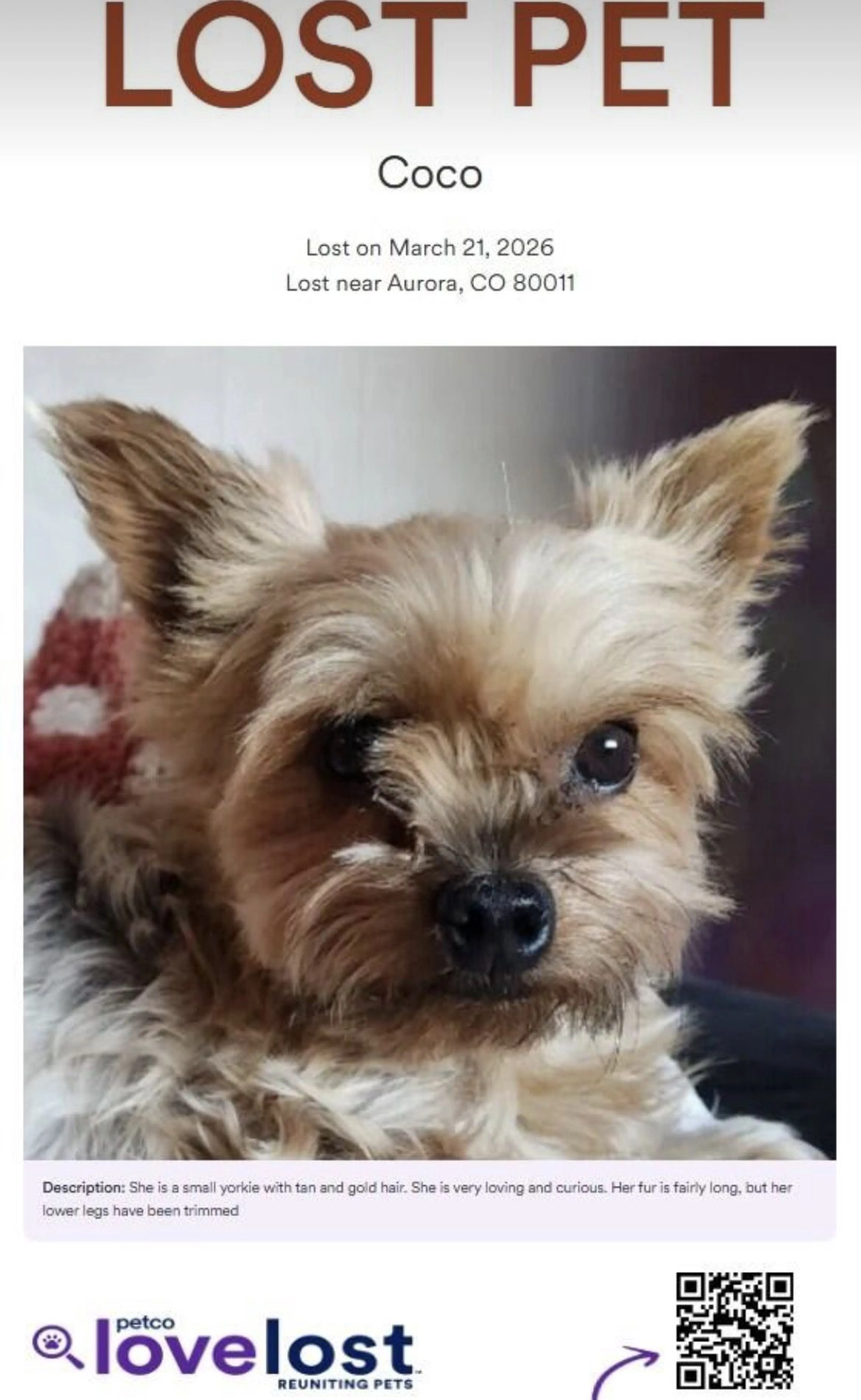 Lost pet