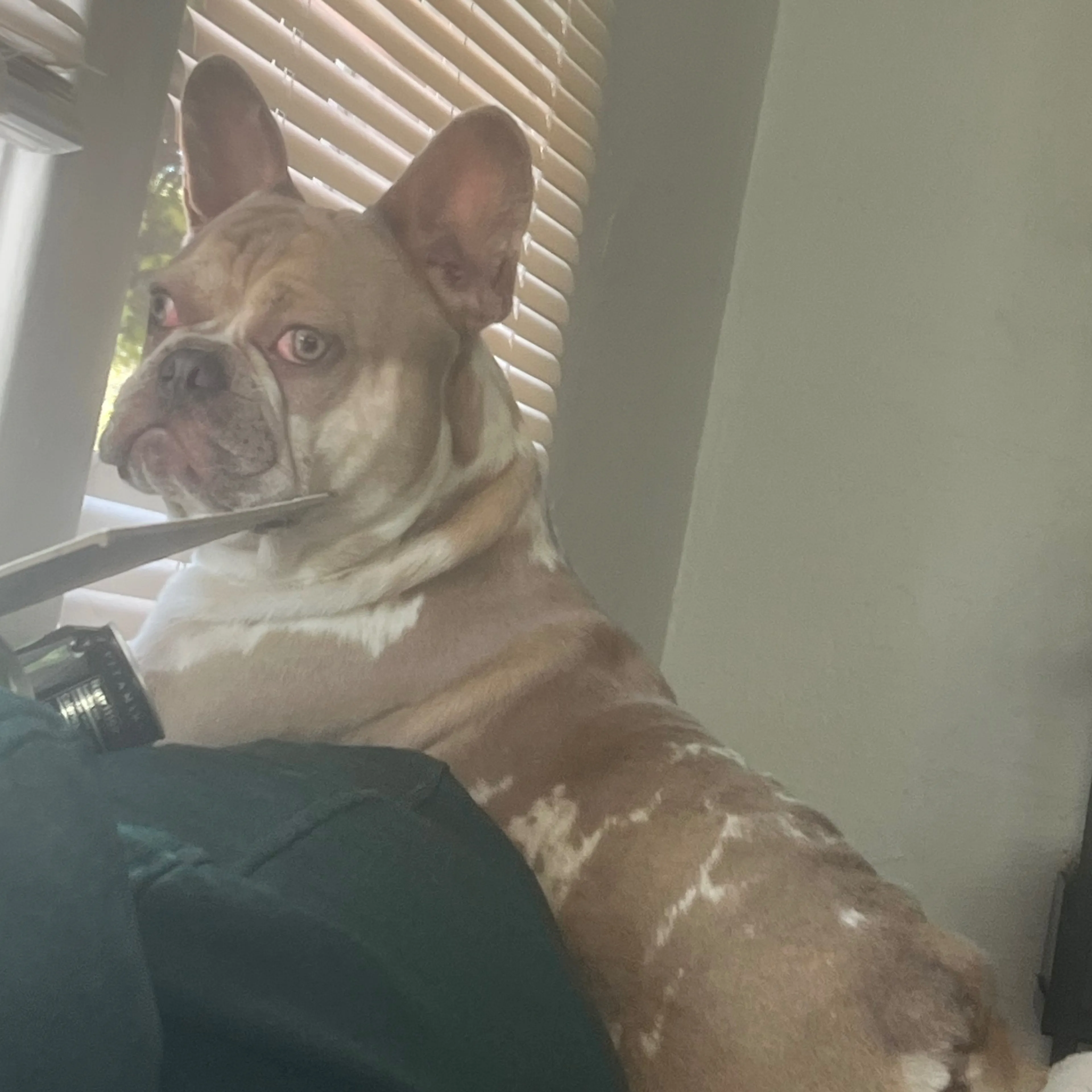 Lost pet-1