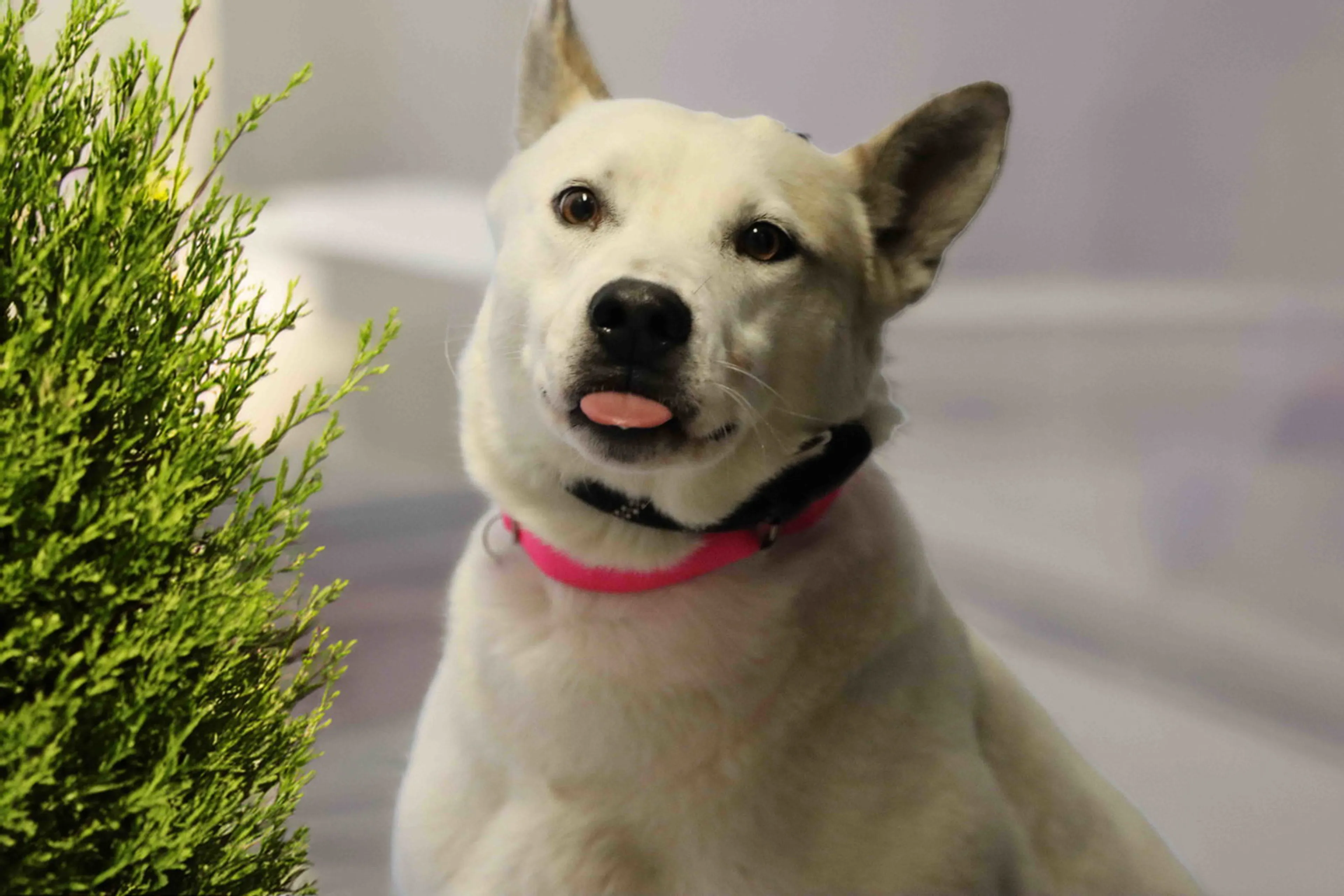 Found pet-5