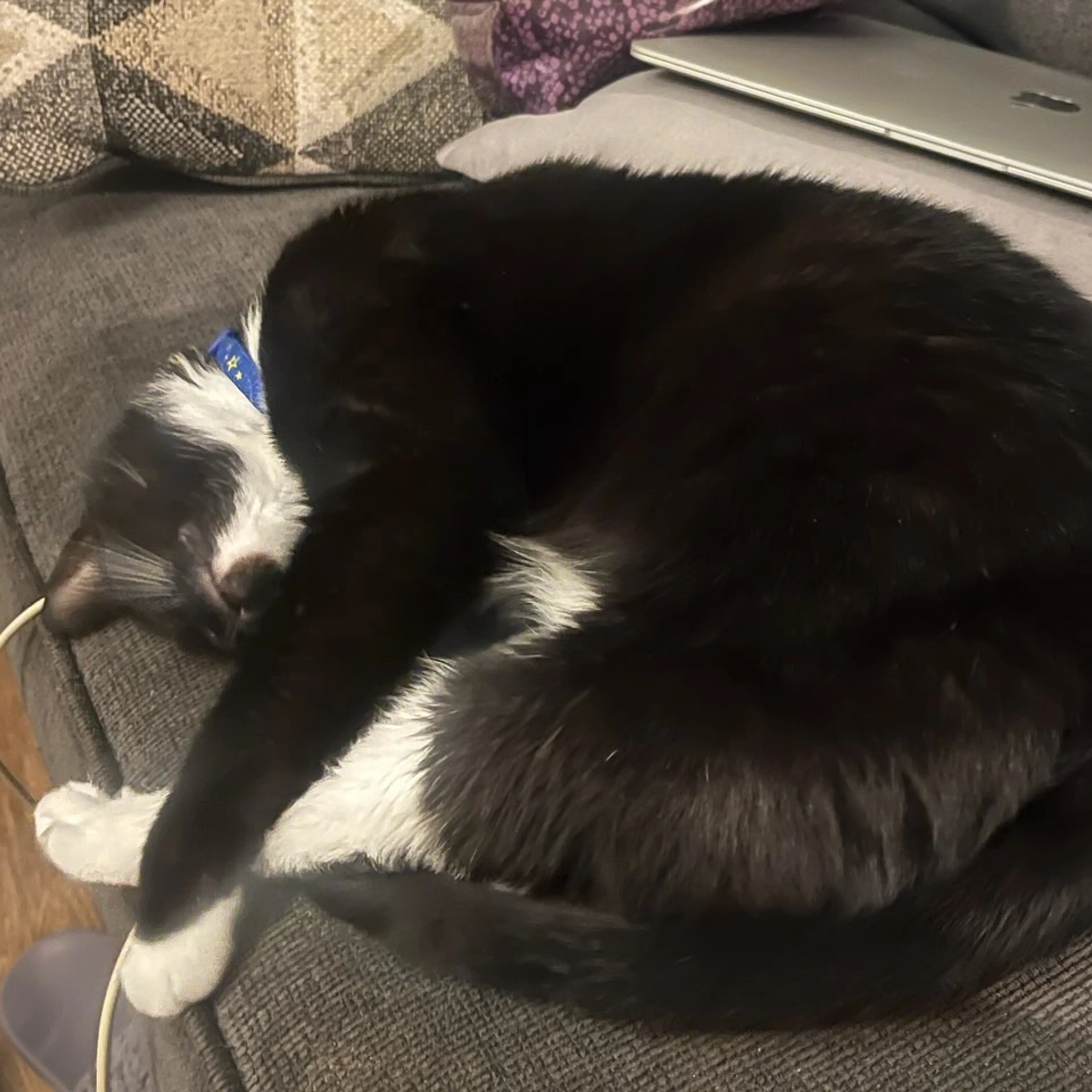 Lost pet-3