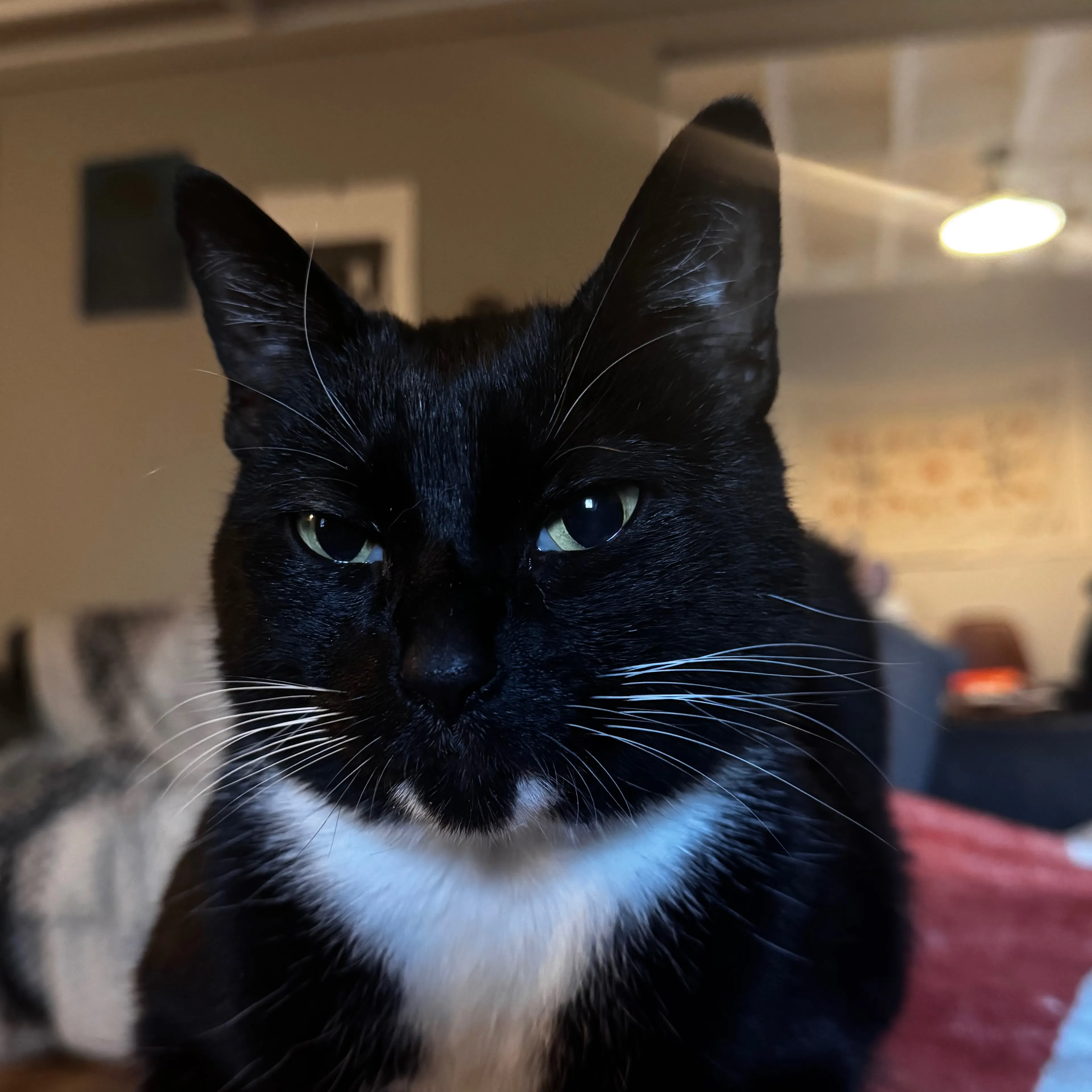 Lost pet-2