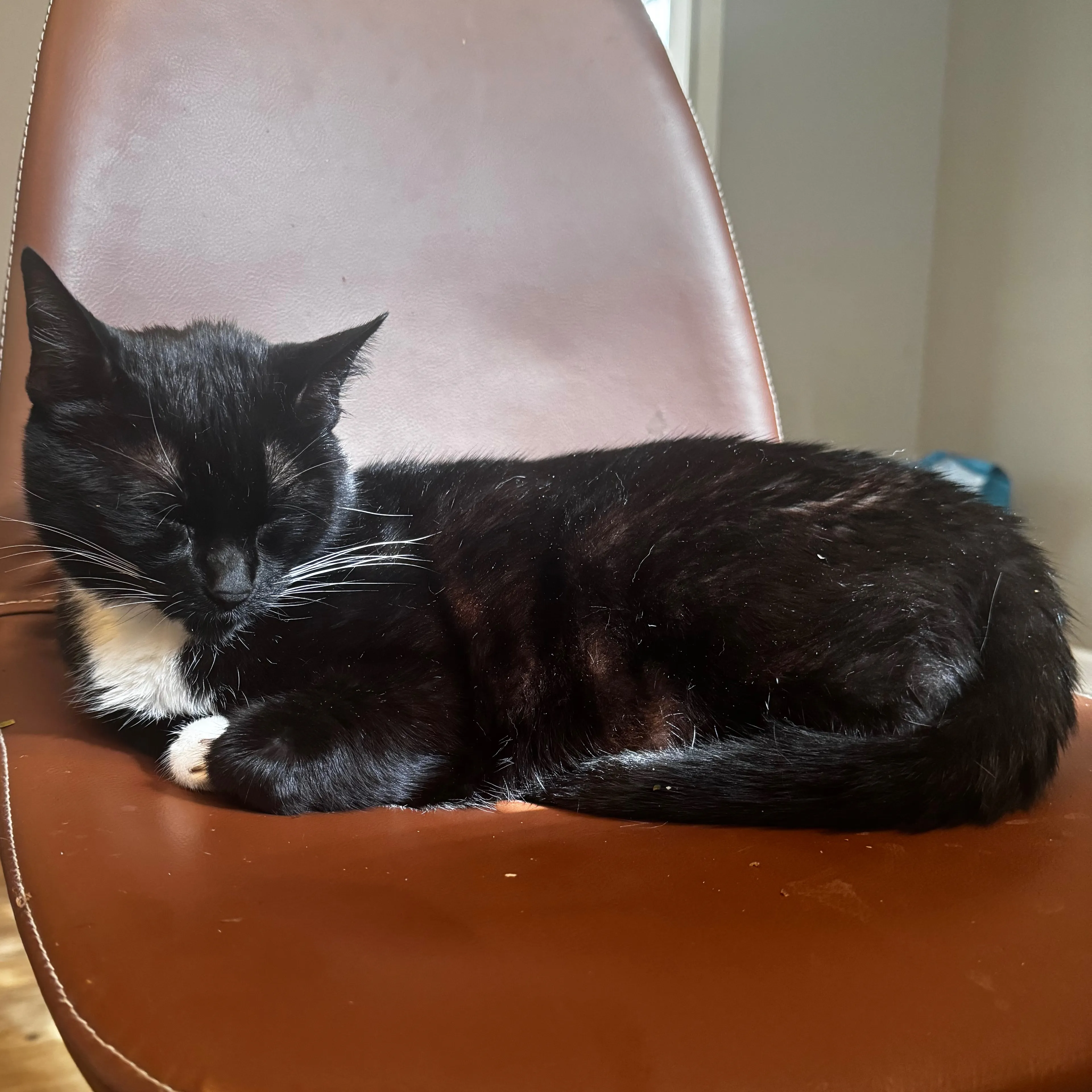 Lost pet-1