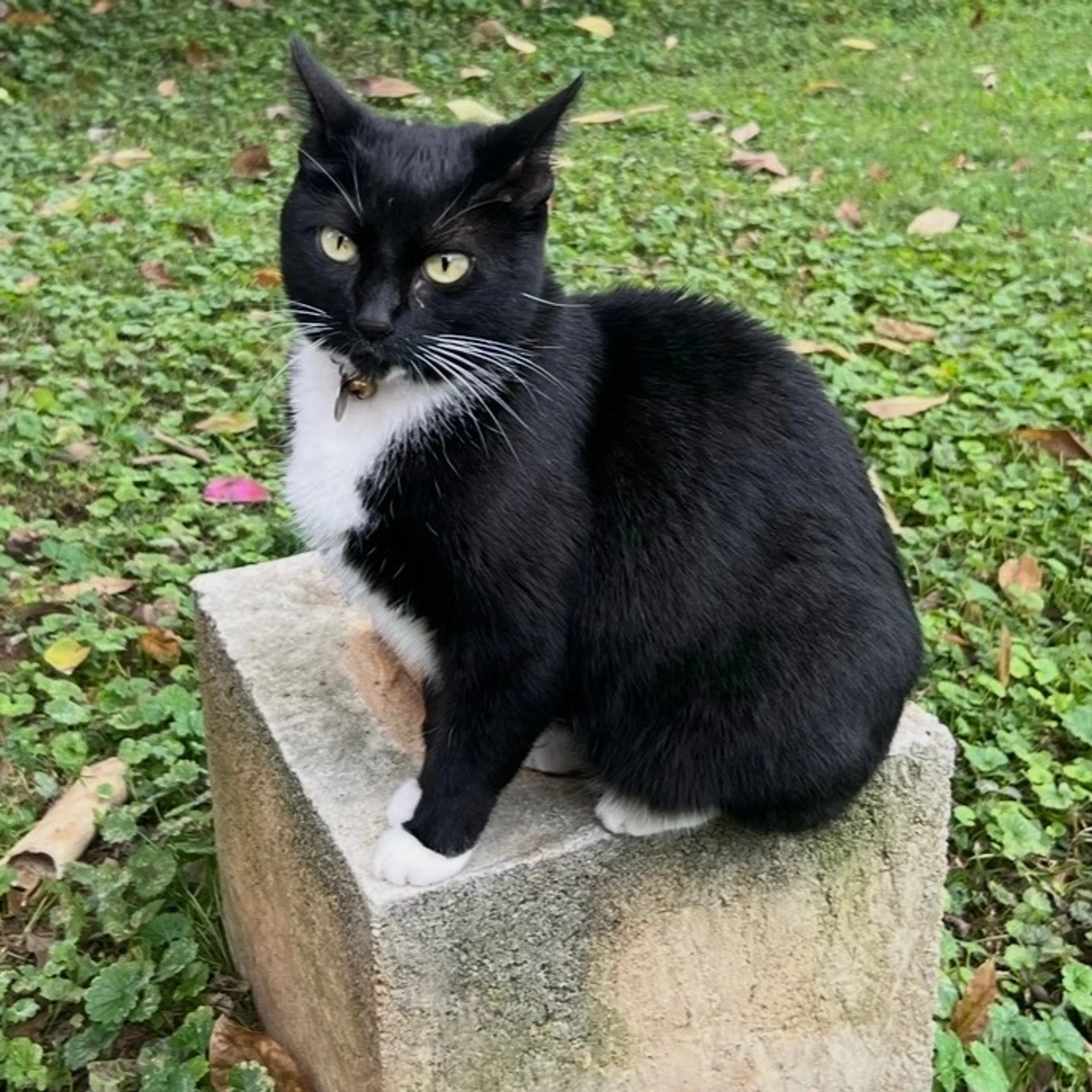 Lost pet-0