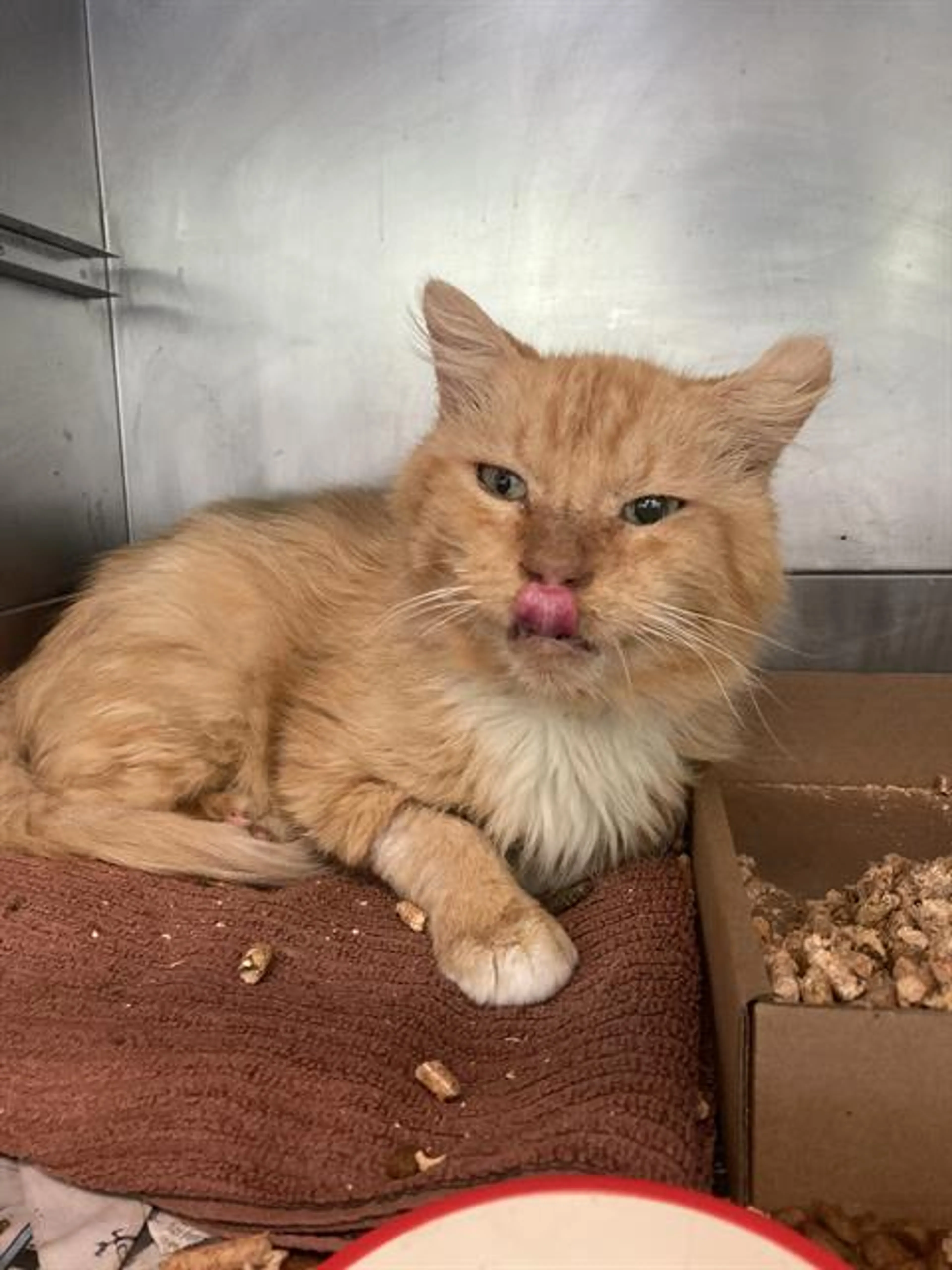 Found pet