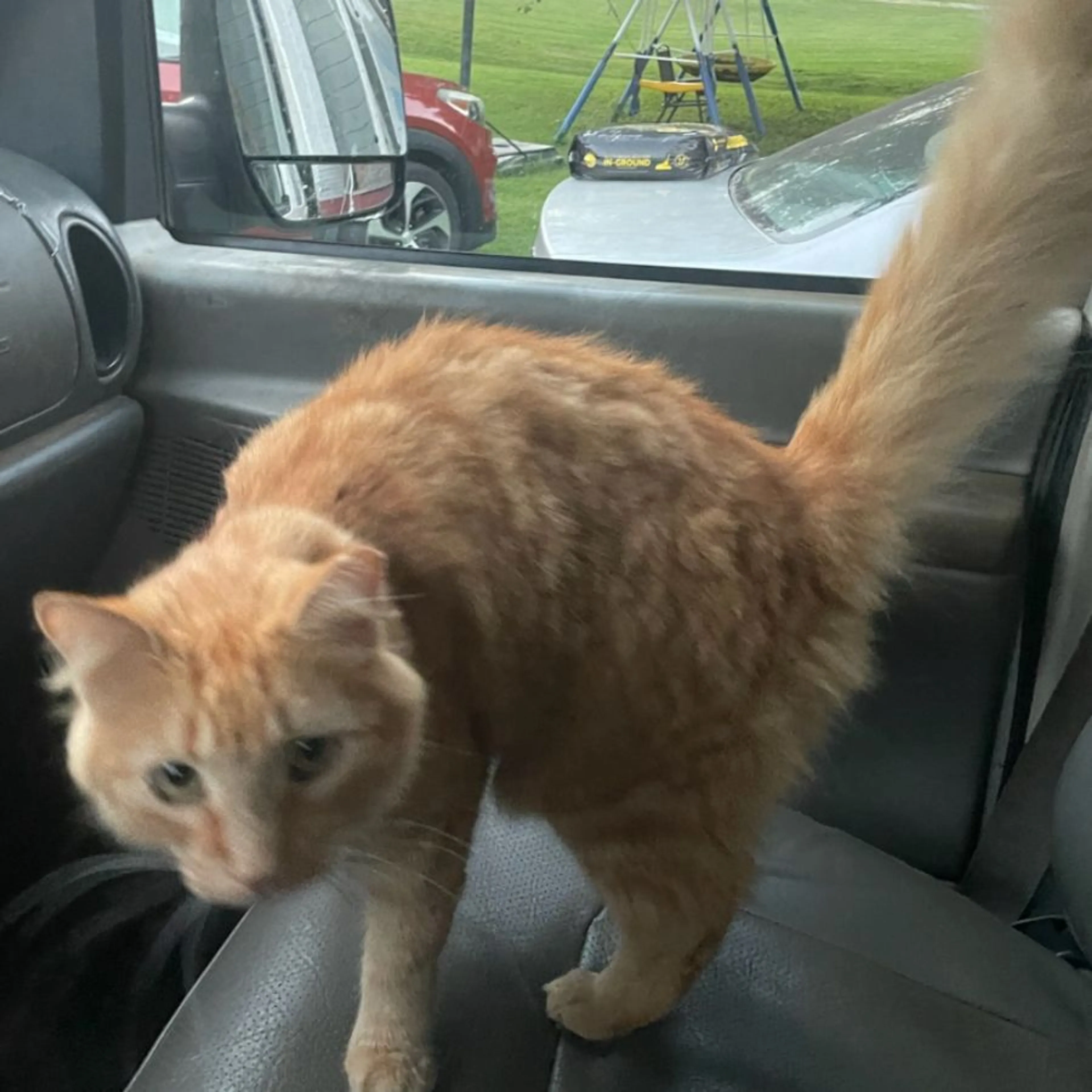 Lost pet-0