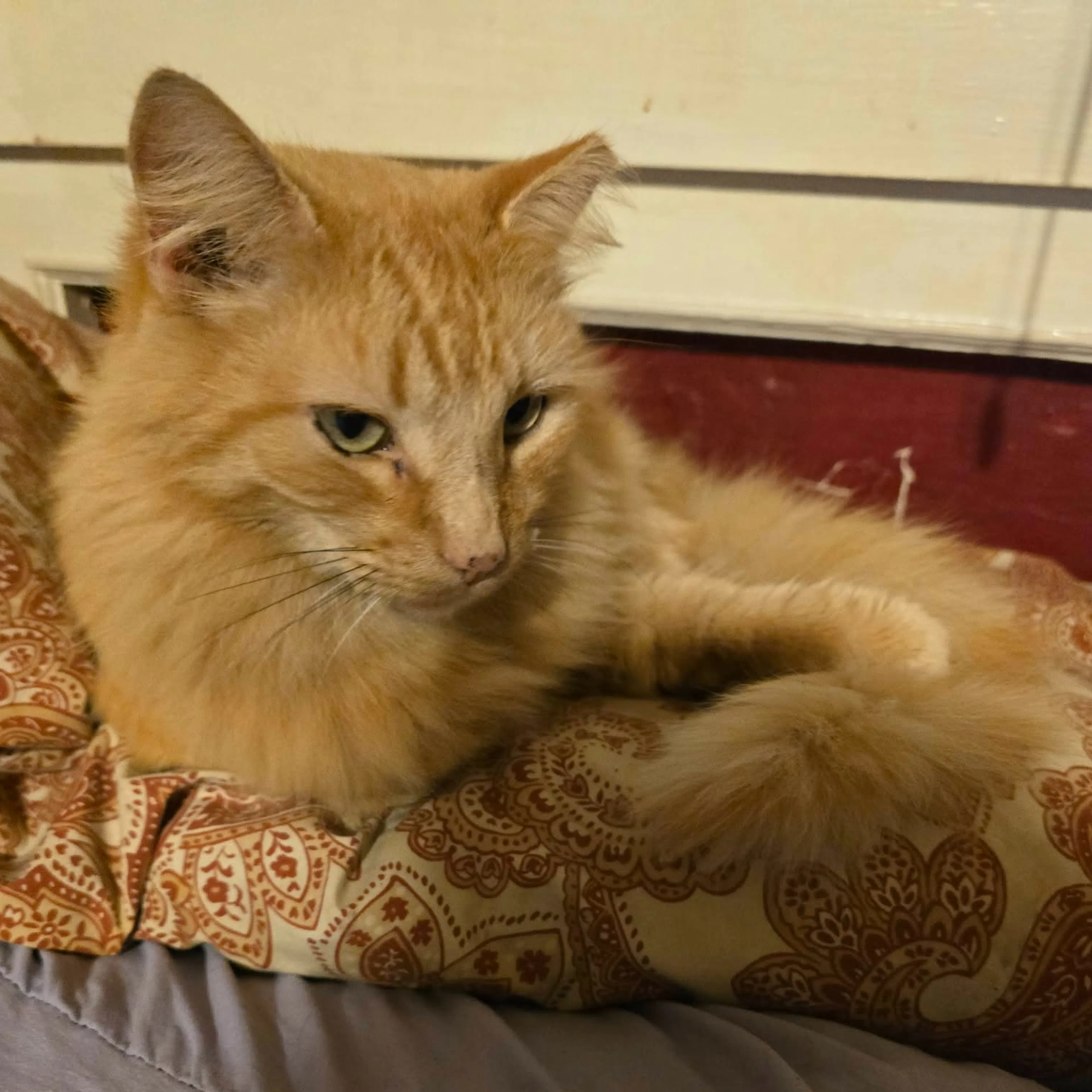 Lost pet-2
