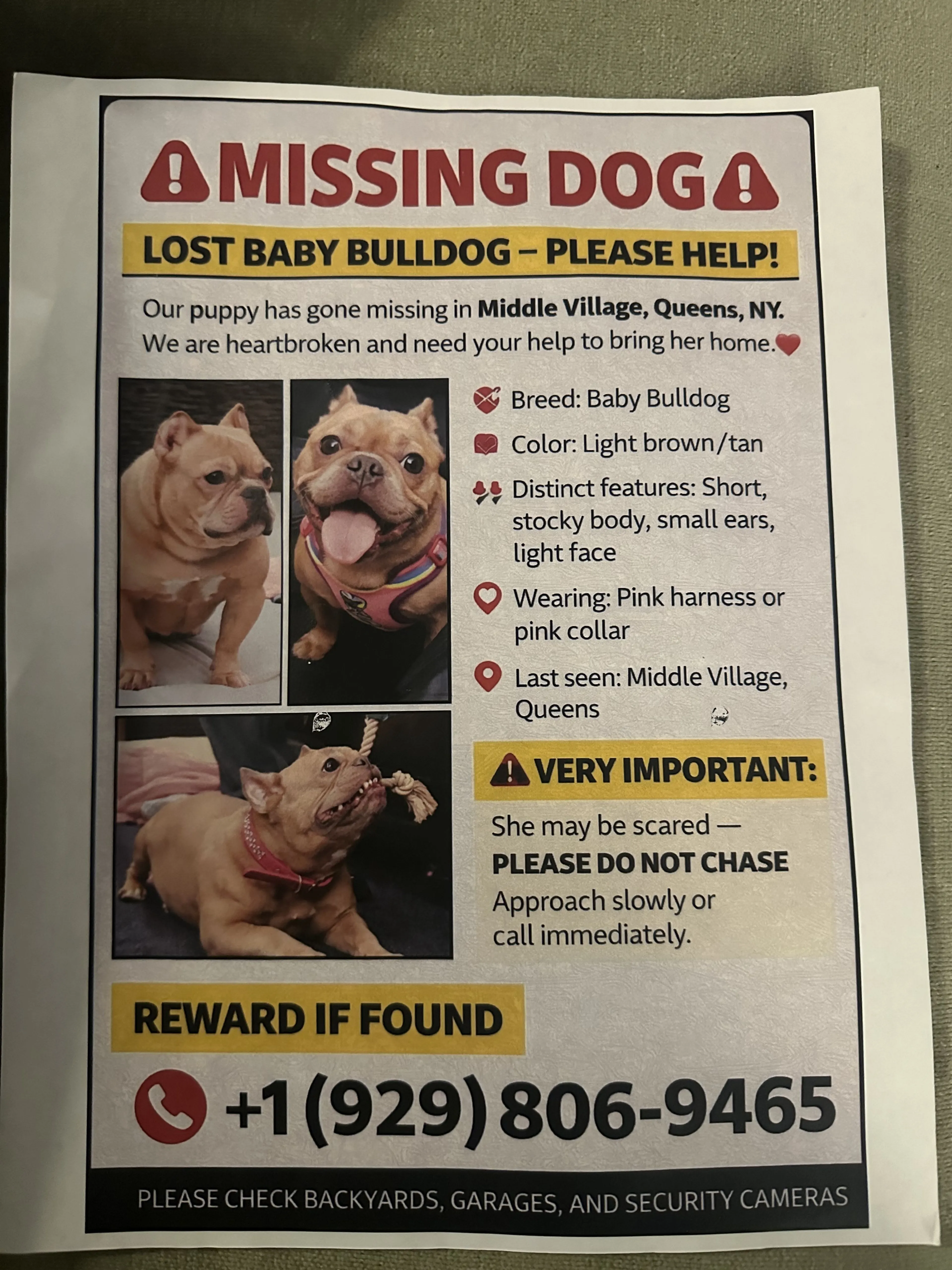 Lost pet