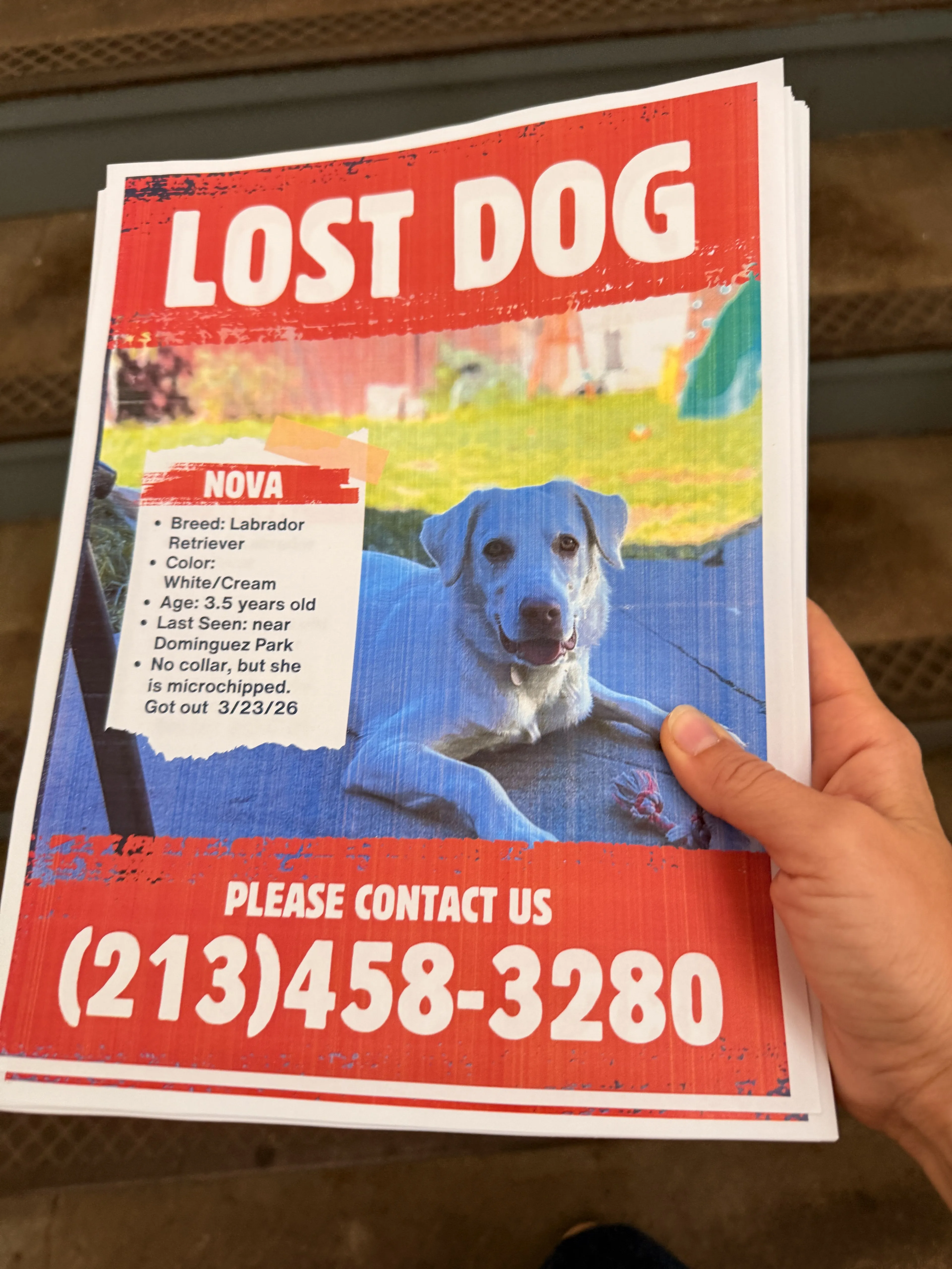 Lost pet