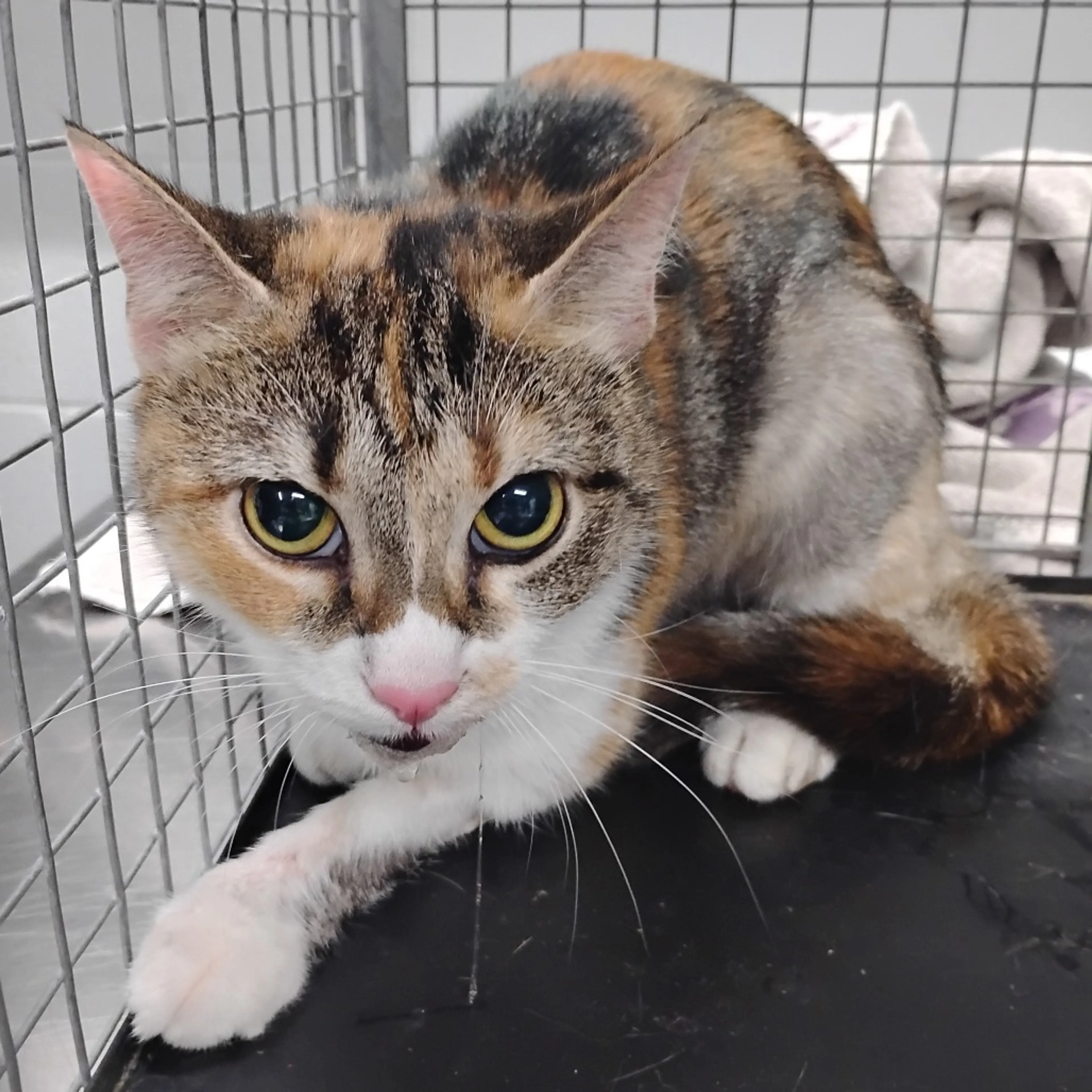 Found pet