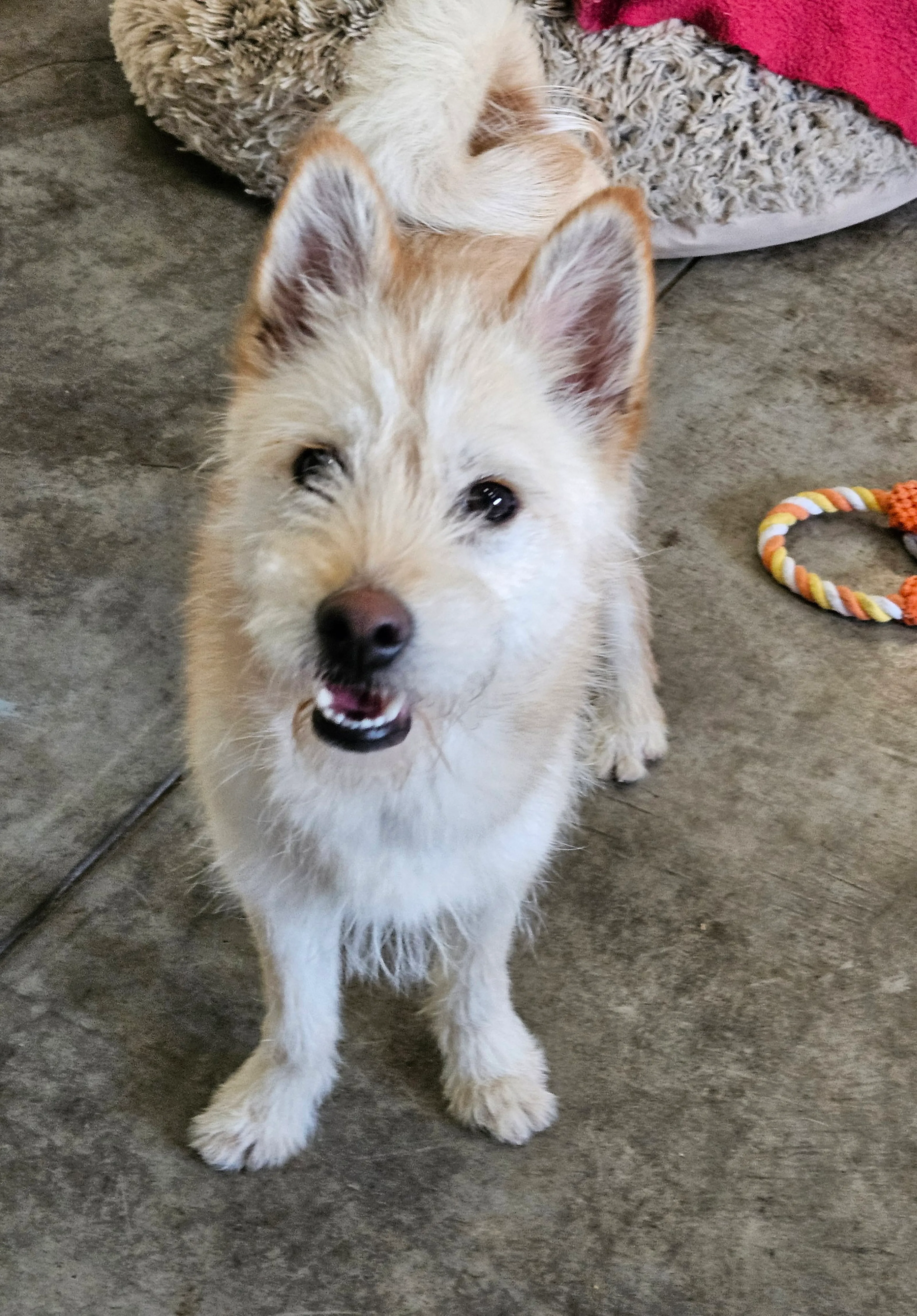 Found pet-3