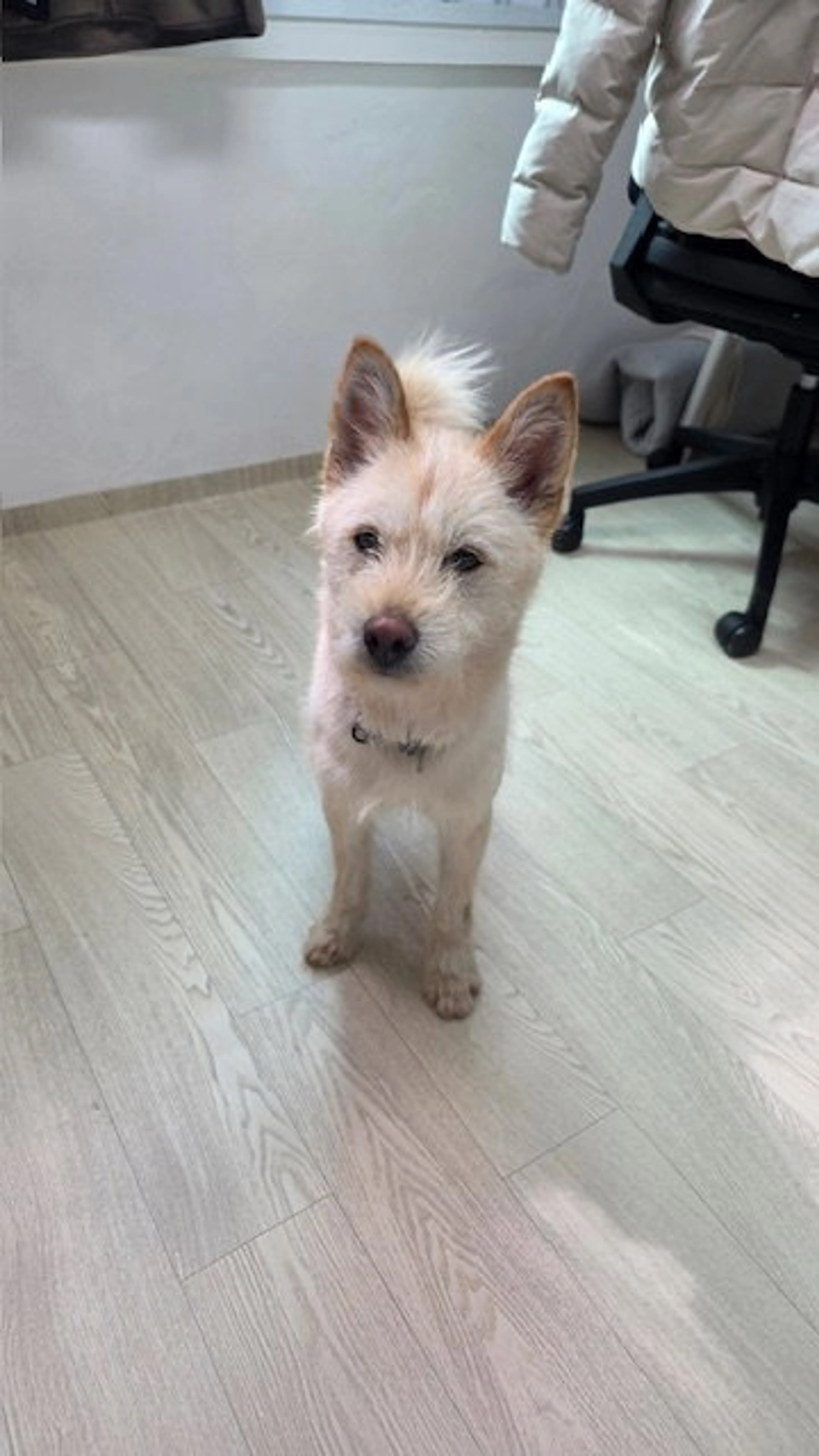 Found pet-2
