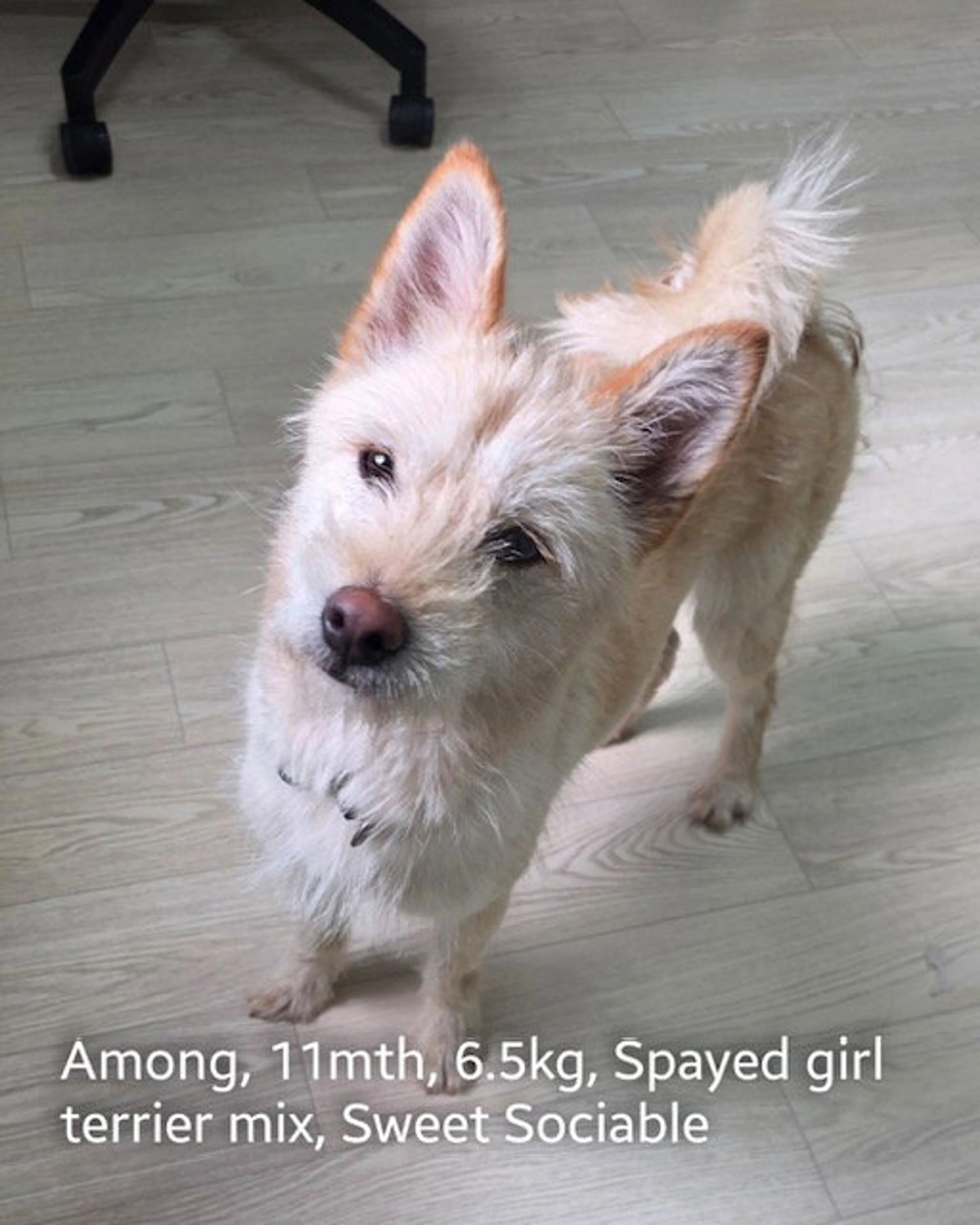 Found pet-0