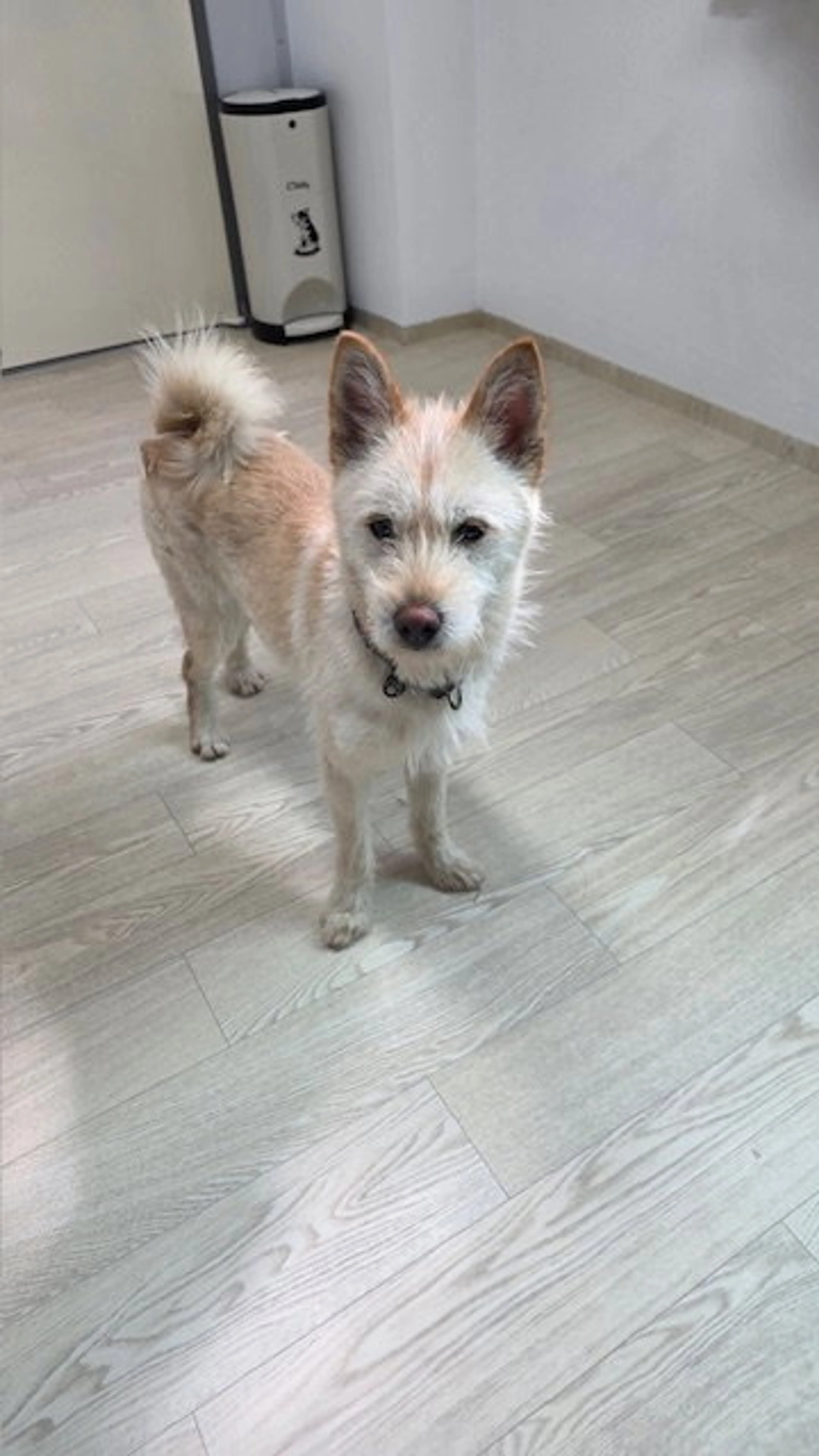 Found pet-1