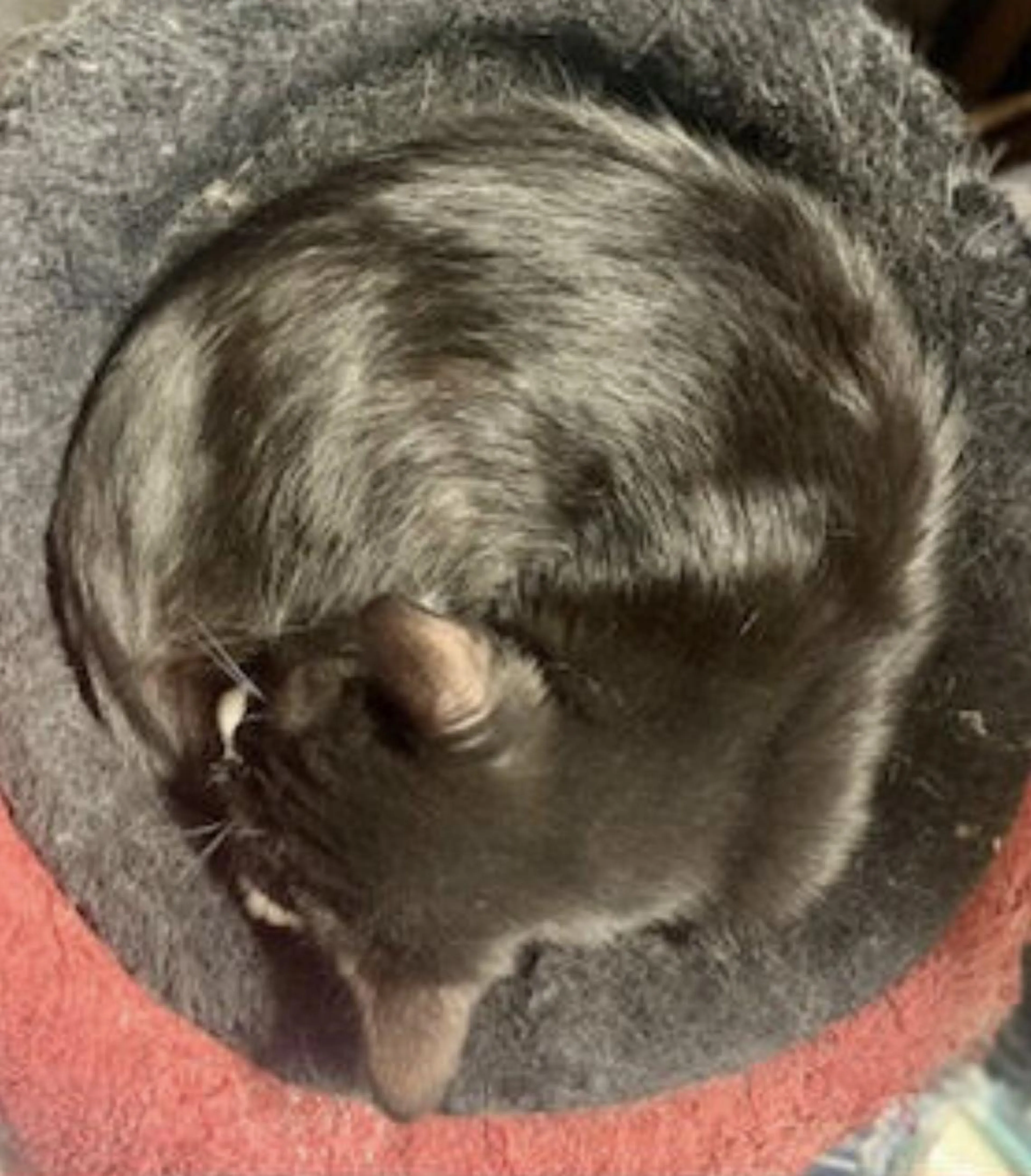 Found pet-0