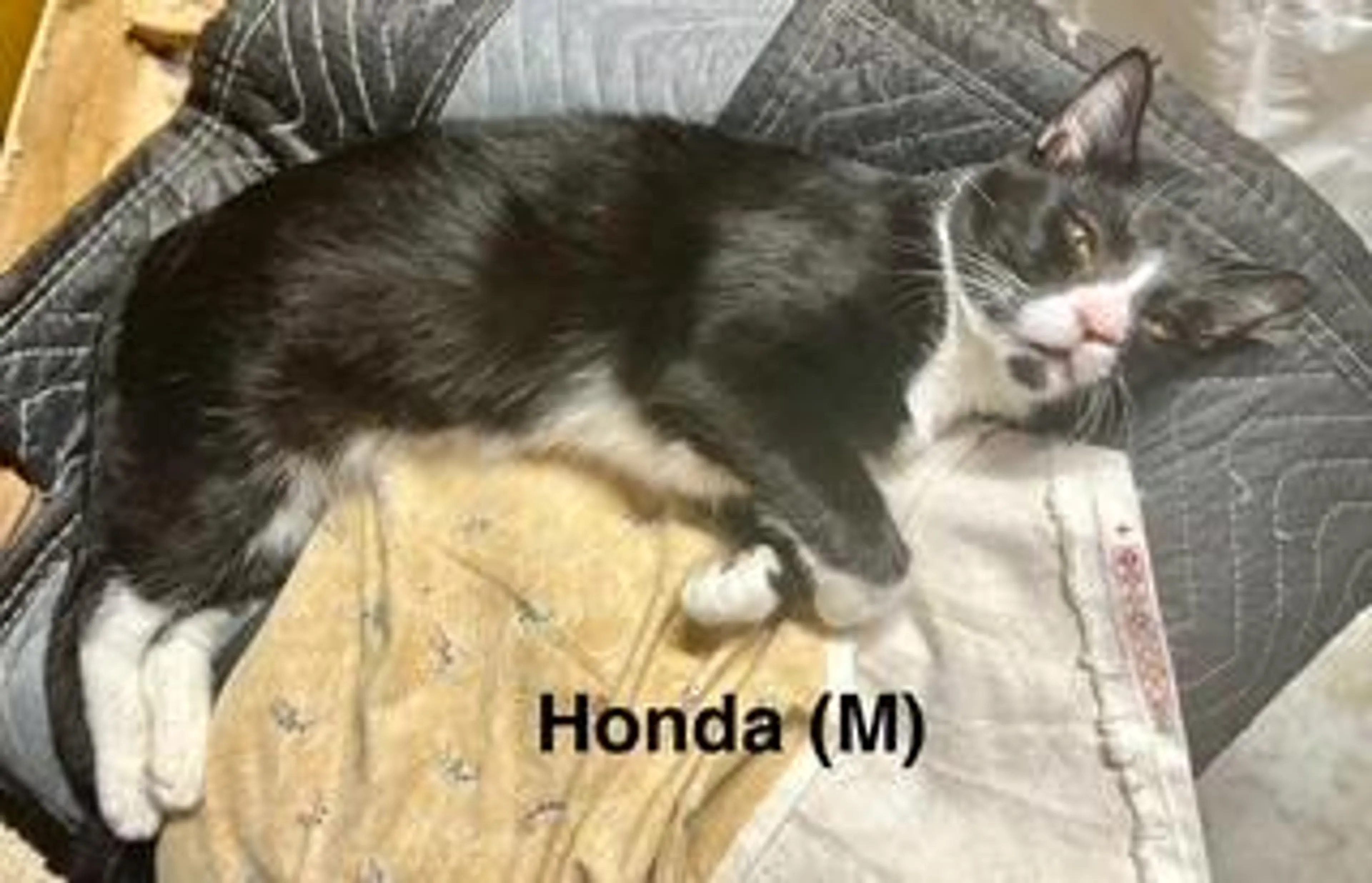 Found pet-3