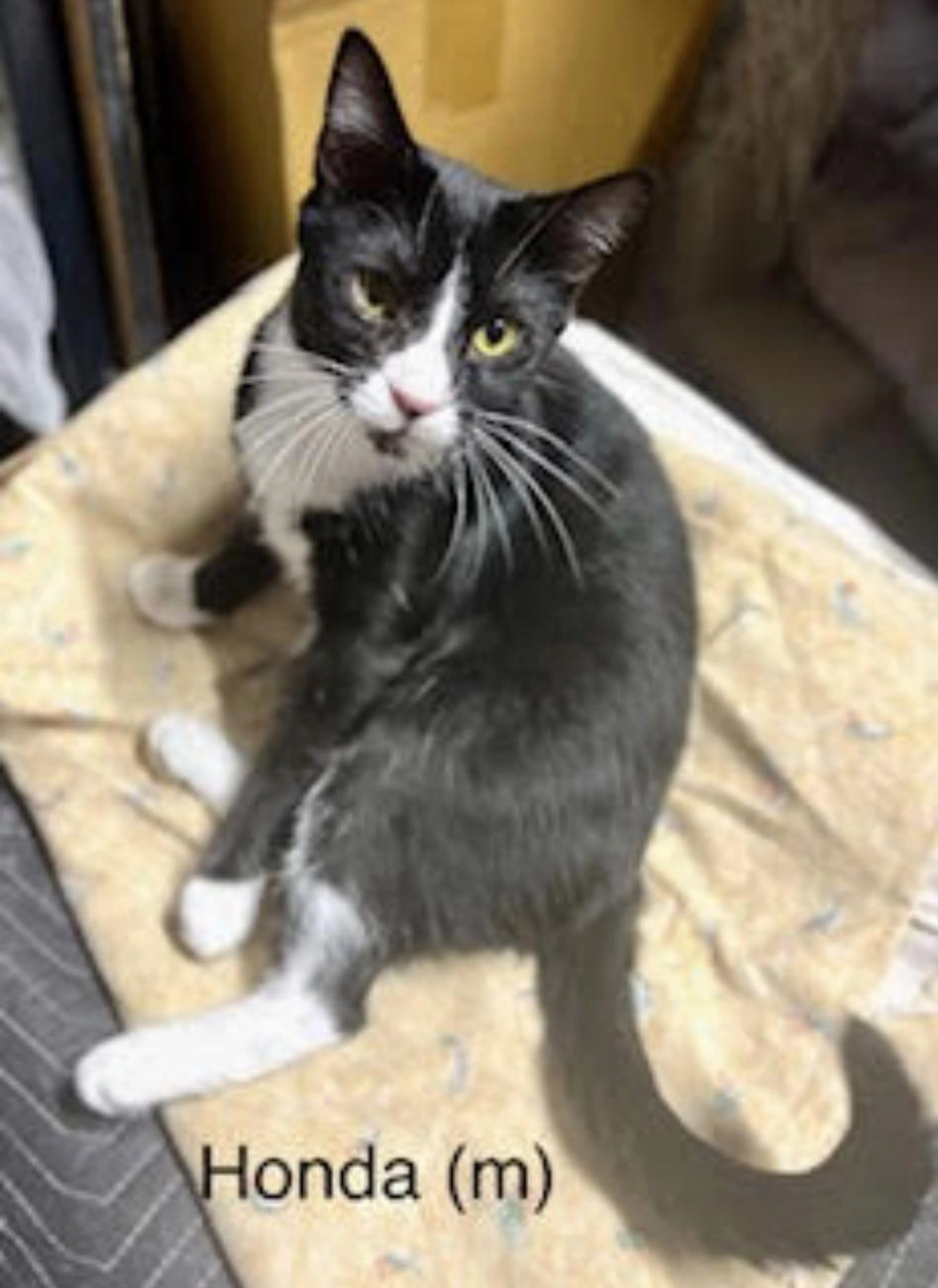 Found pet-1