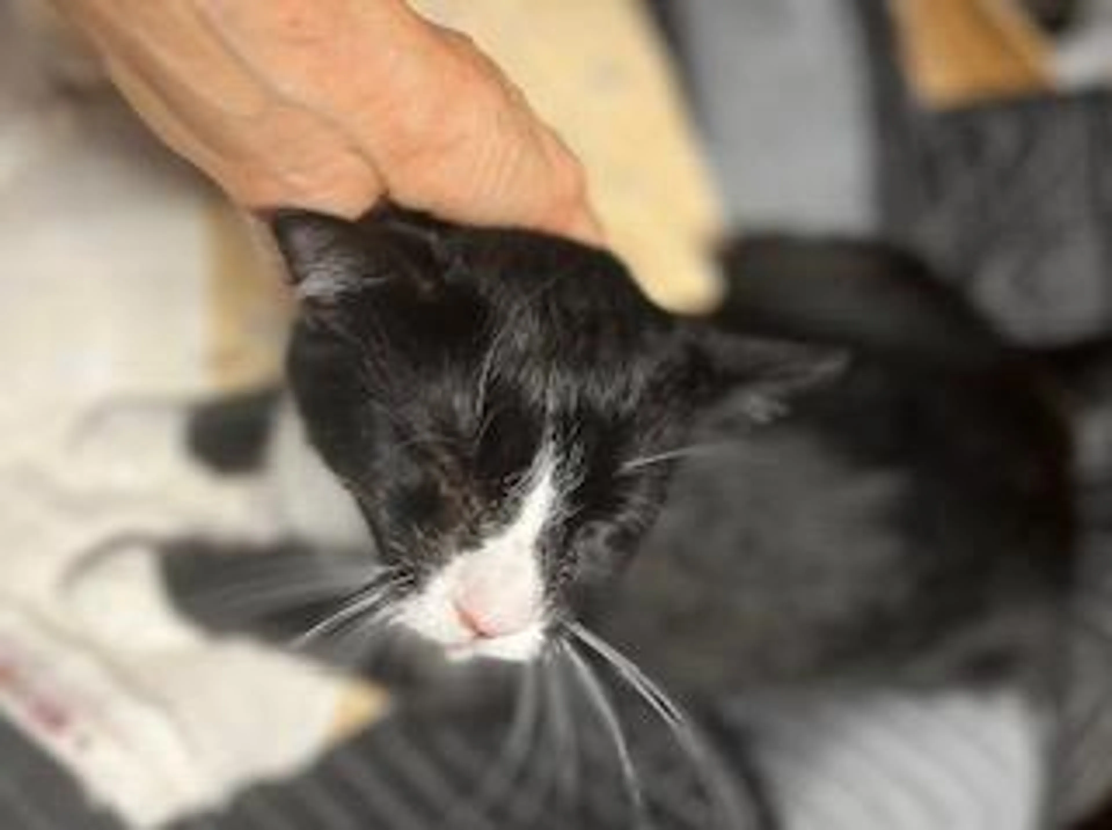 Found pet-2