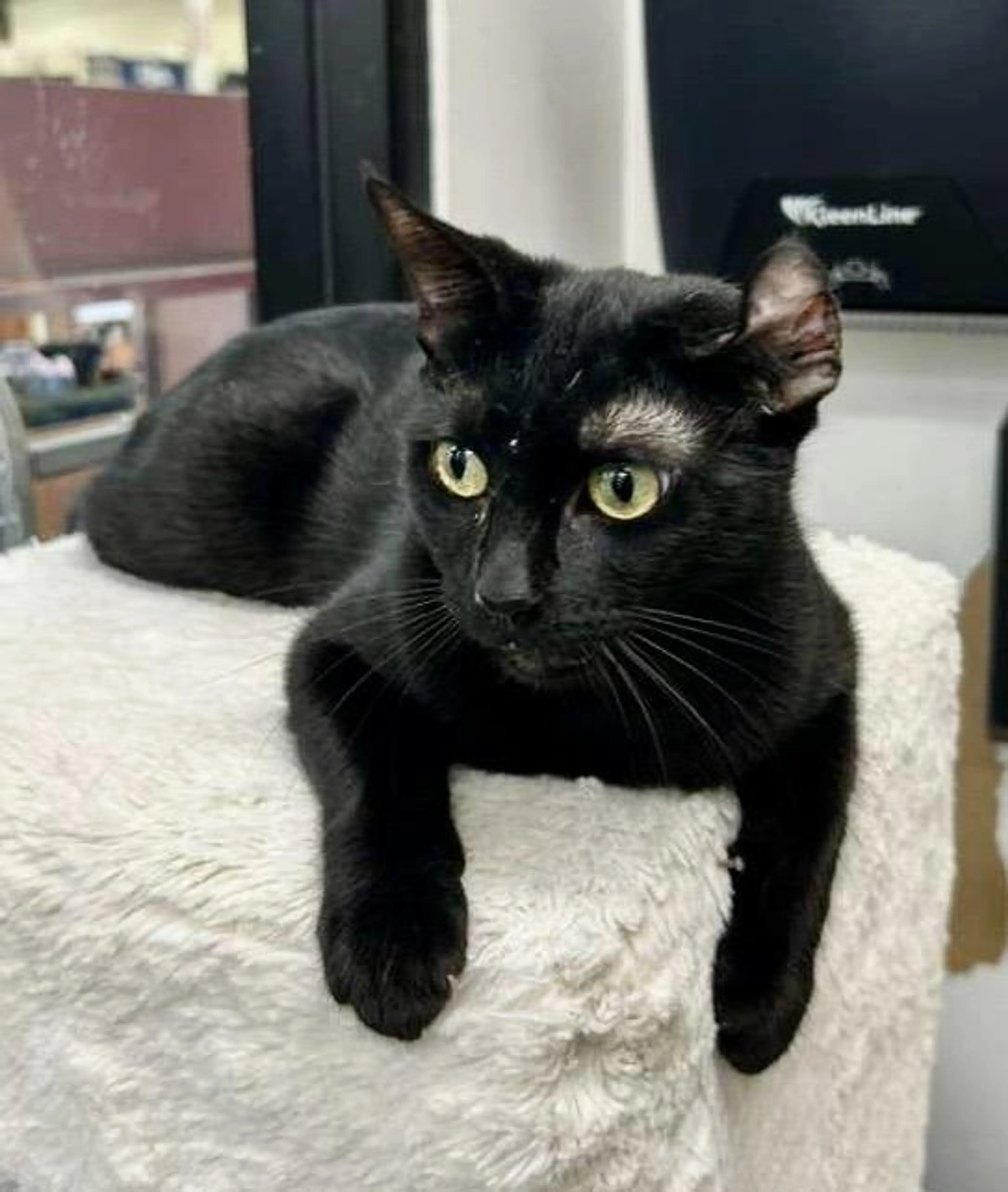Found pet-4